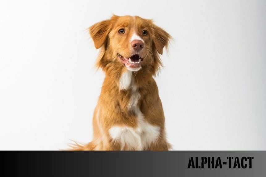 Köpeğimin Tırnağı Kanıyor: Sebepleri, İlk Yardım ve Alınması Gereken Önlemler