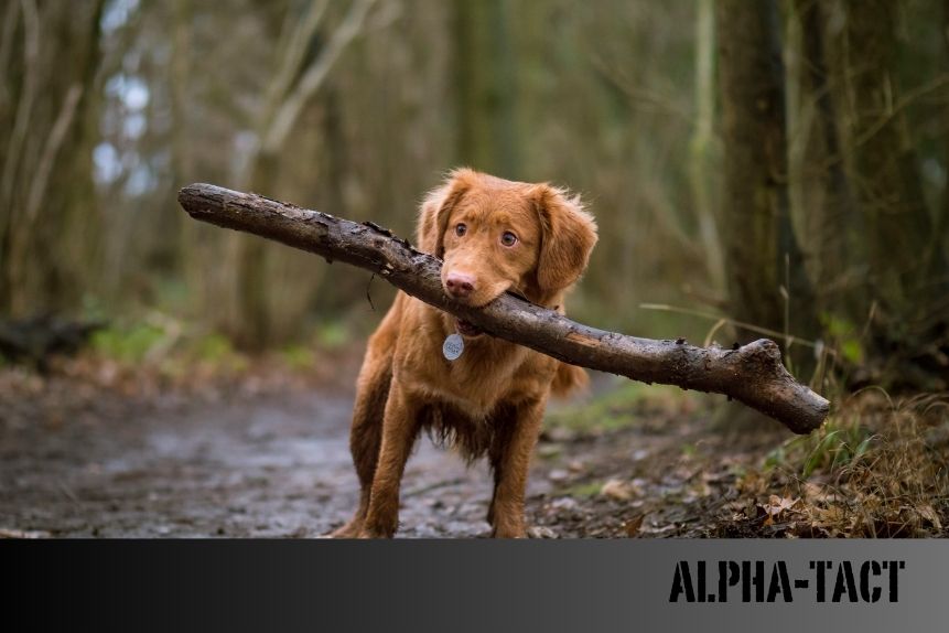 Köpeğiniz İçin En Güvenli Gece Yürüyüşü Ekipmanları