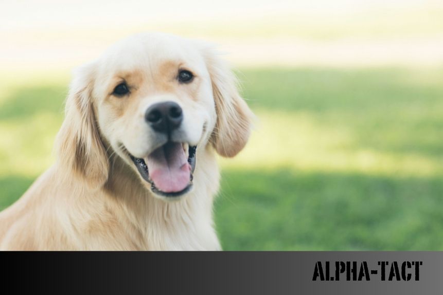 Köpeğinize Tasma Takmayı Sevdirmek İçin 5 Etkili Yöntem