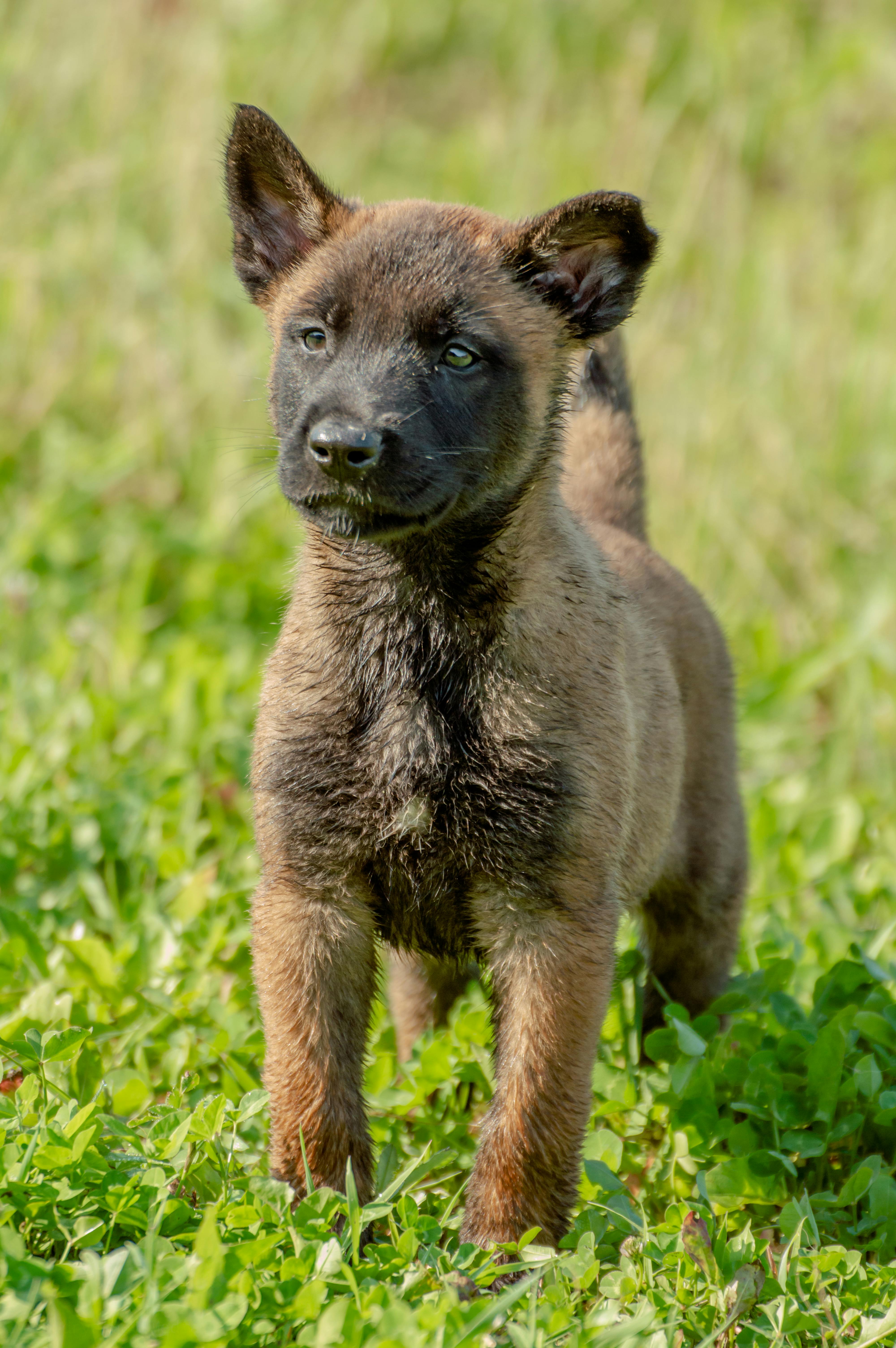 Köpeğinizin Beslenmesinde Alternatif Protein Kaynakları: Böcek Proteini ve Faydaları