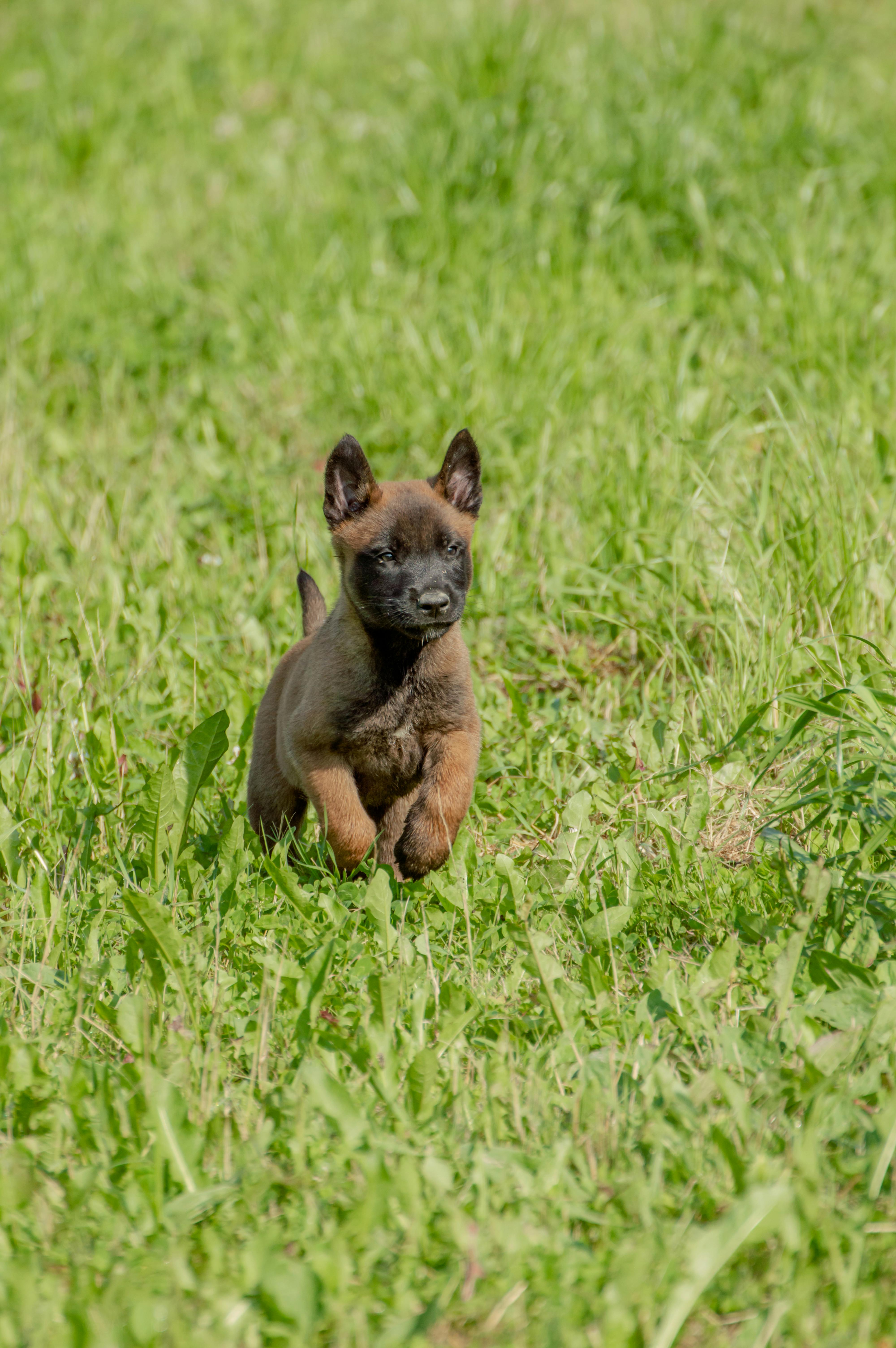 Köpeğinizin Burun İzini Tanıyın: Neden Benzersizdir?