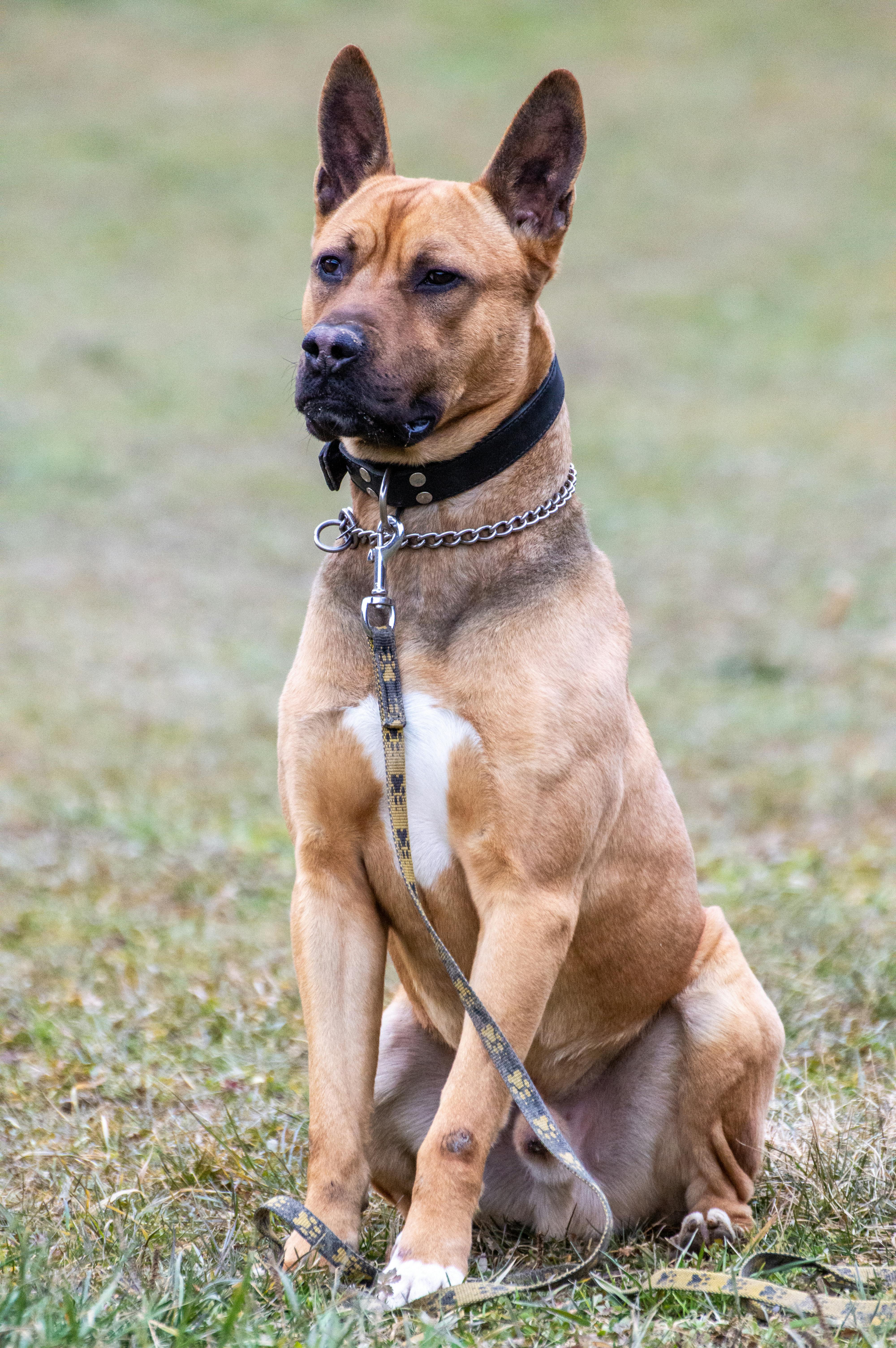 Köpeğinizin Davranışlarını Anlama: Rüyalarda Ne Görürler?