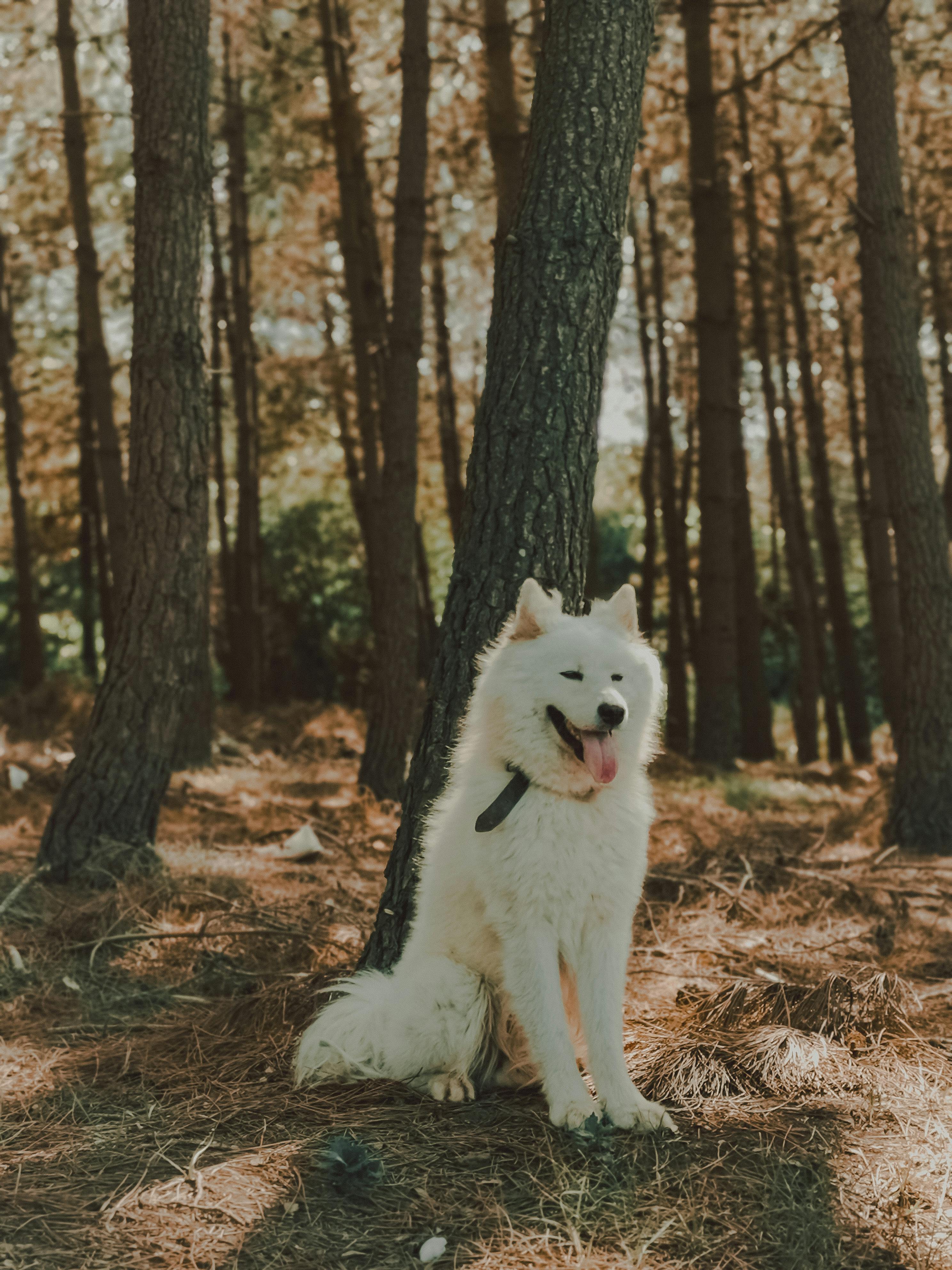 Köpeğinizin İçgüdüsel Davranışları: Neden Toprağı Kazıyorlar?