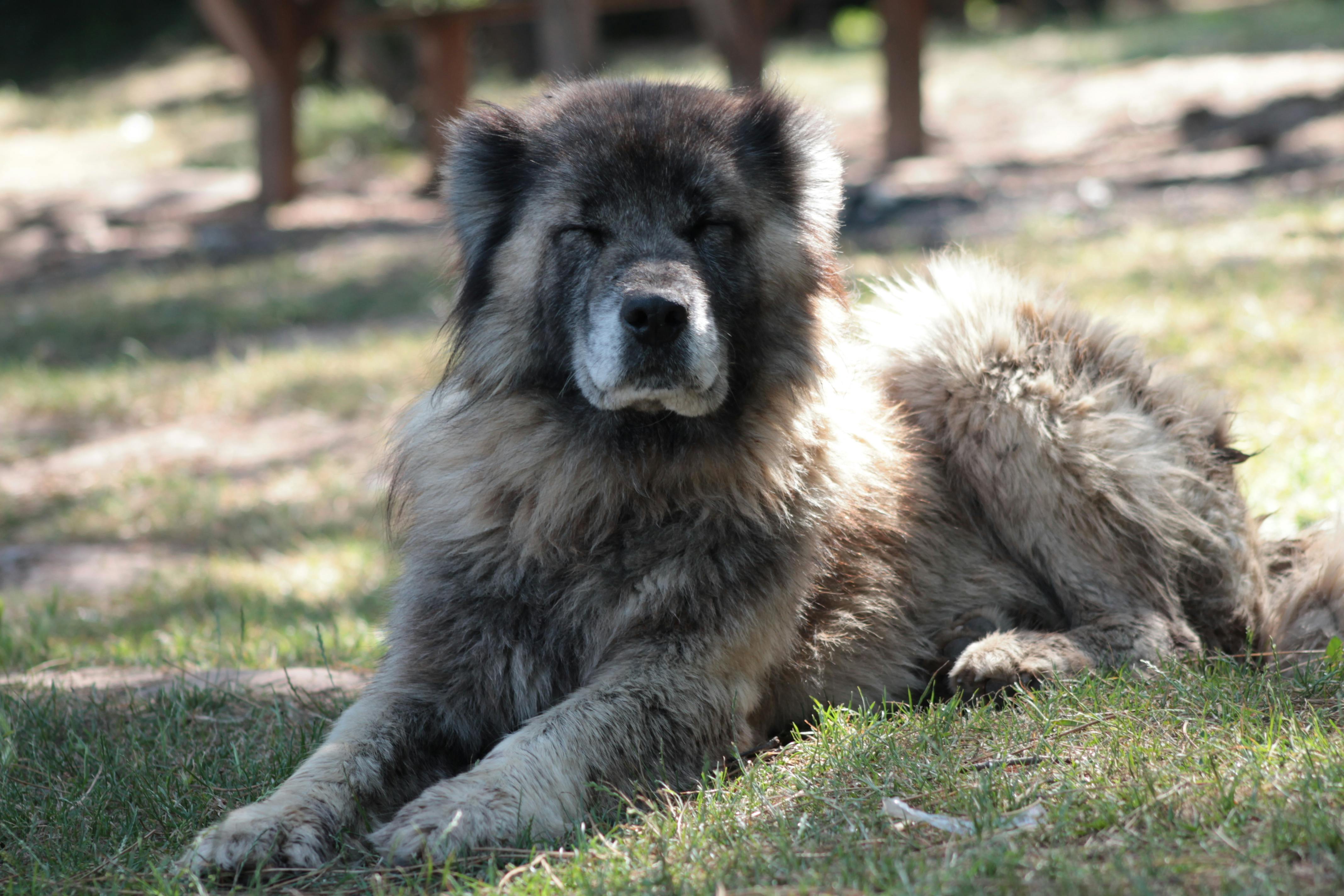 Köpeğinizin Uyuma Pozisyonu Ne Anlama Geliyor?