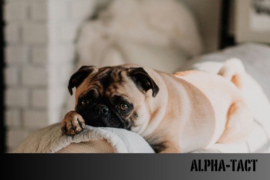 Köpek Burcu: Kişilik Özellikleri, Uyumluluk ve Astrolojik Etkiler