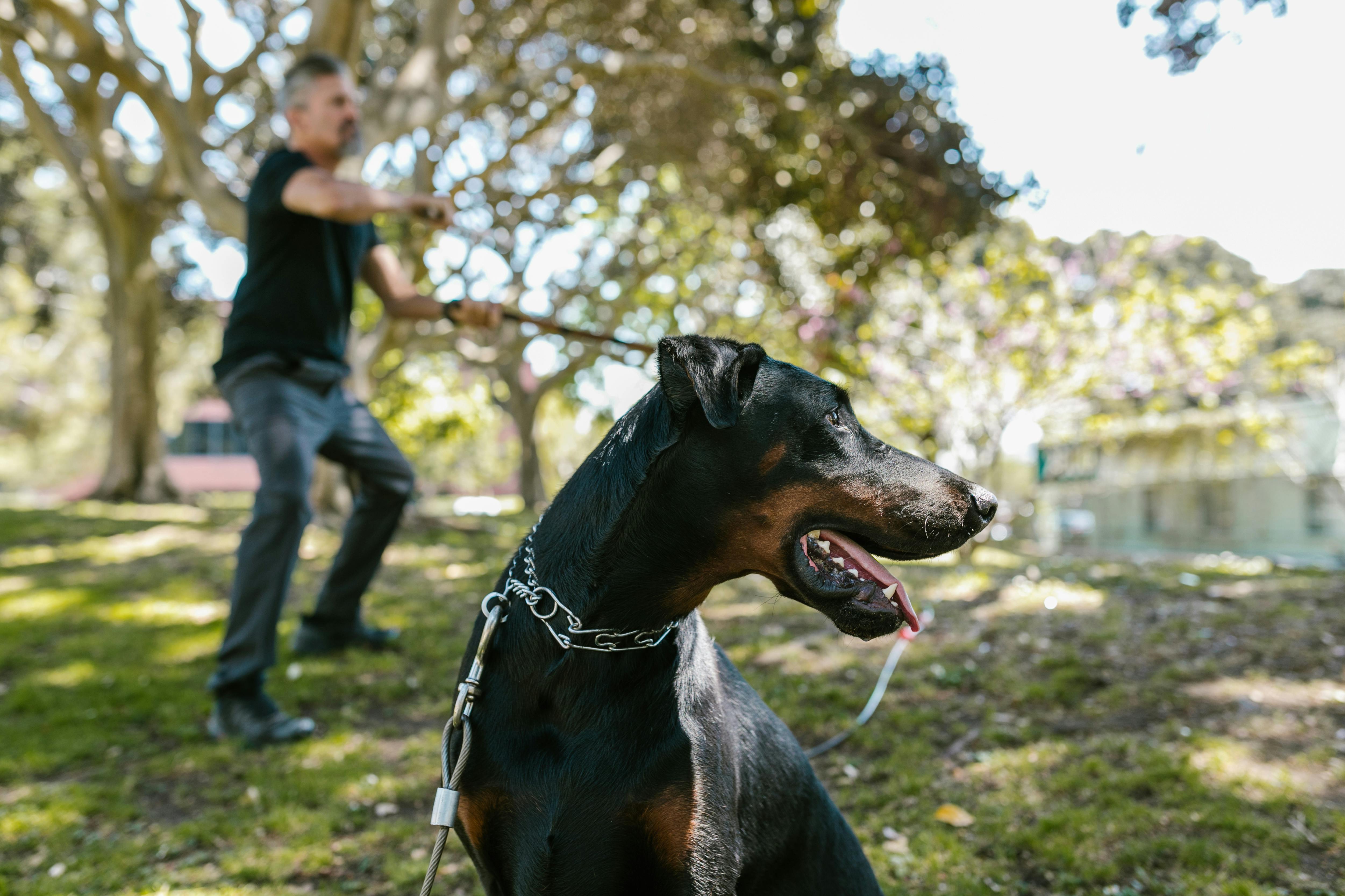 Köpek Eğitiminde Tasmanın Rolü- İpuçları ve Stratejiler