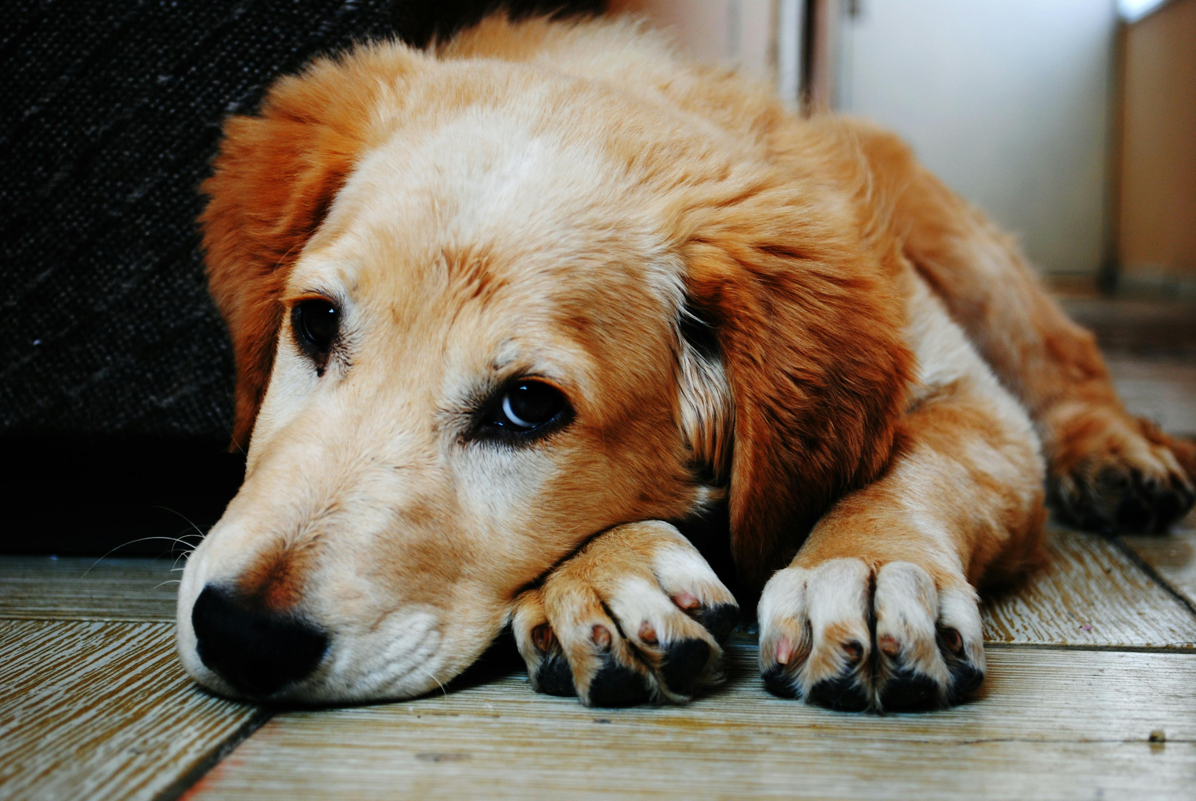 Köpek Gezdirme İşi: Başarılı Bir İş Kurmanın Yolları ve Bilinmesi Gerekenler