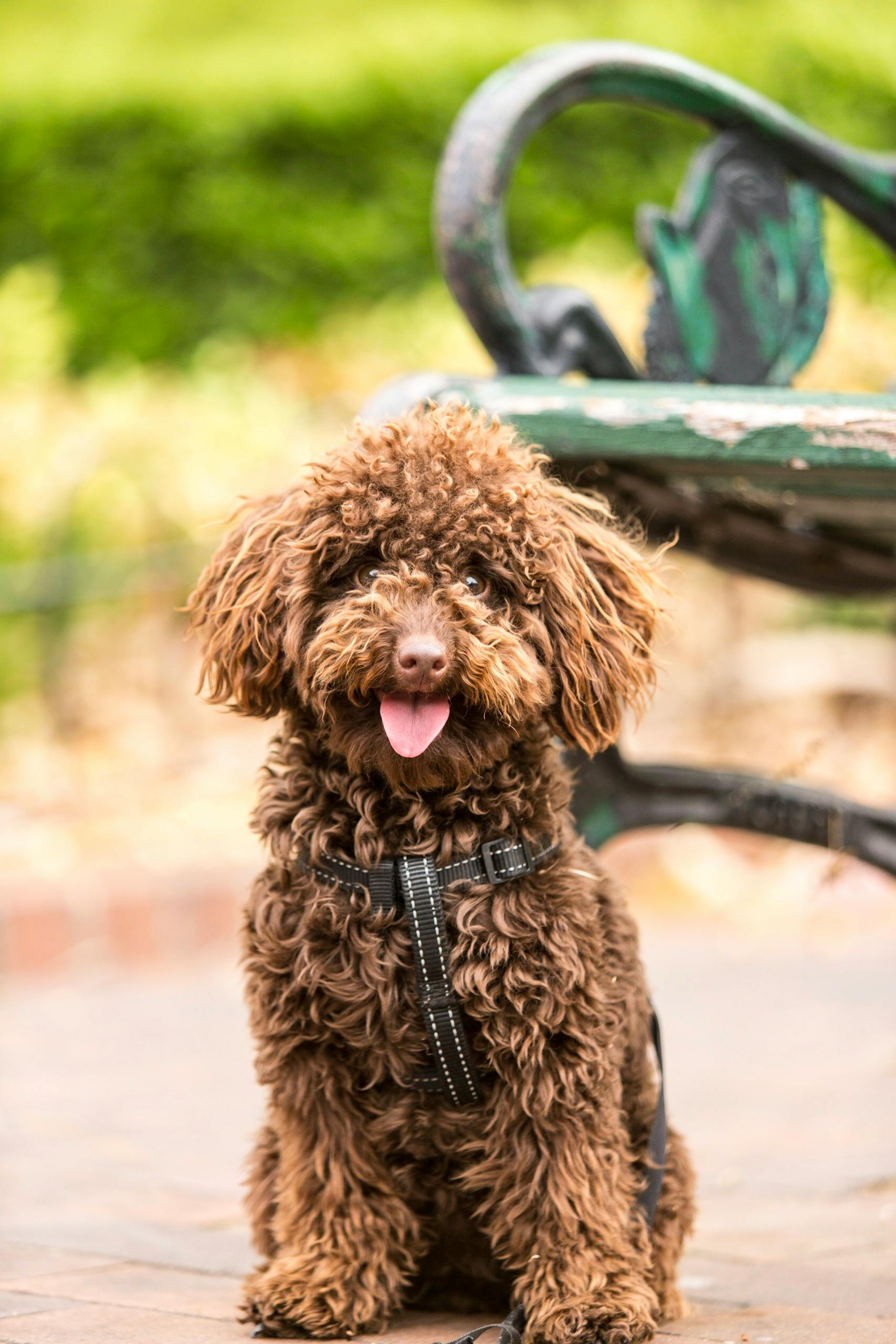 Köpek Gezdirme İşi: Fırsatlar, Zorluklar ve Başarı İçin İpuçları
