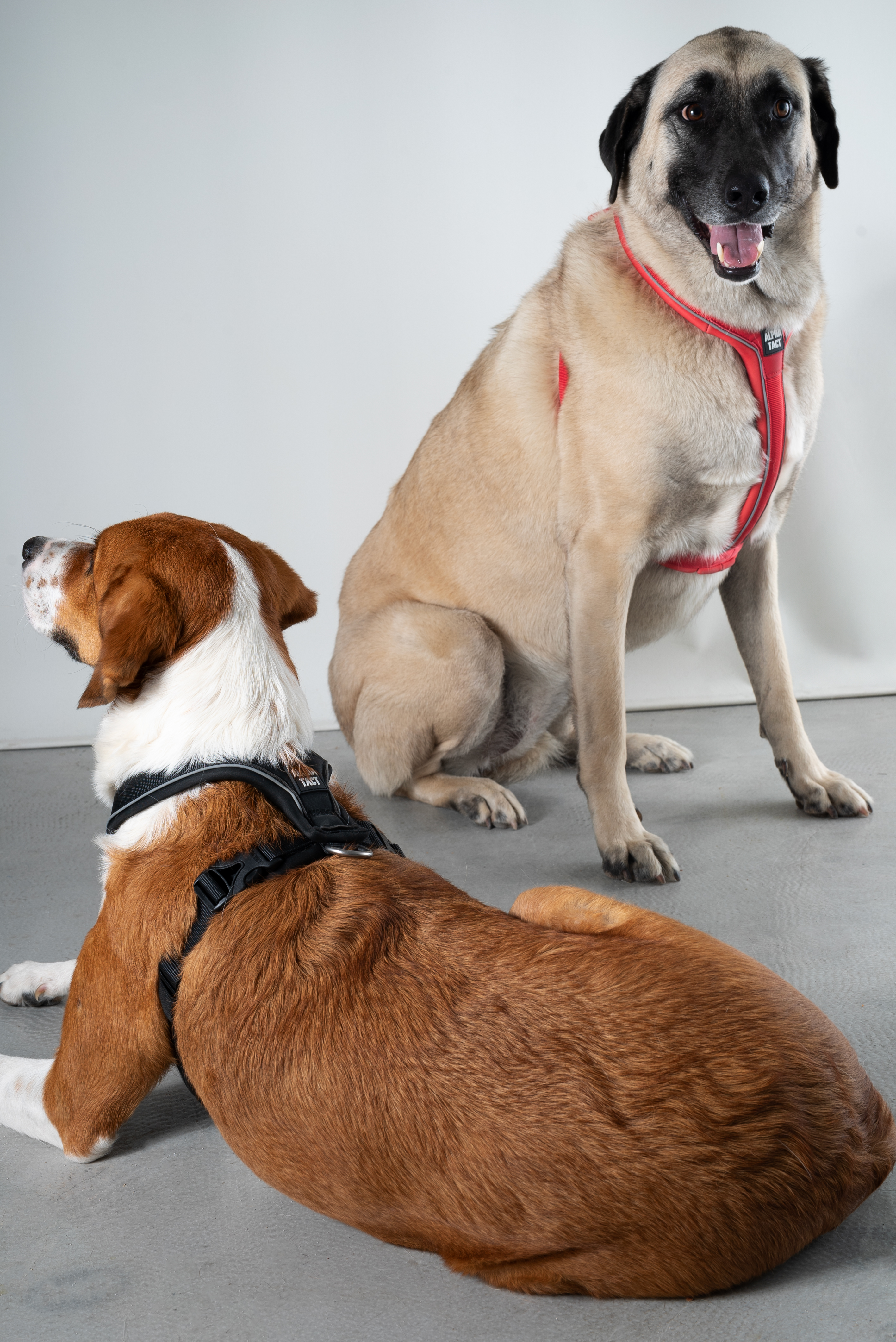 Köpek Göğüs Tasmaları: Seçim Rehberi ve Avantajları