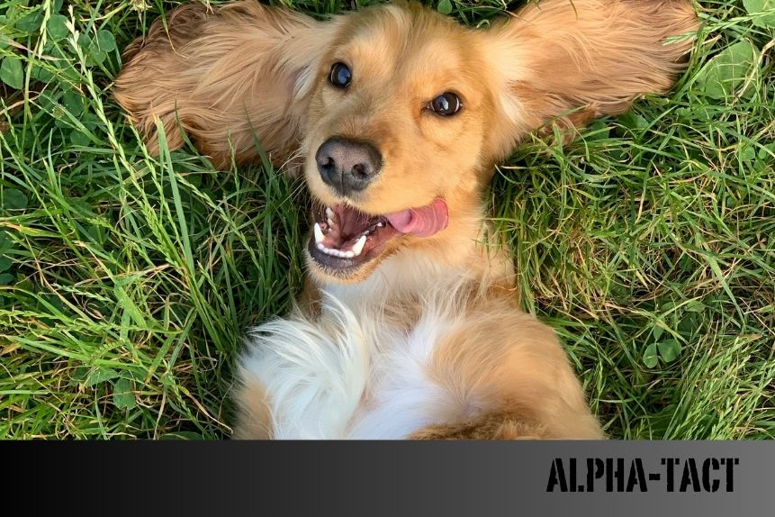 Köpek Göğüs Tasması: Neden Tercih Etmelisiniz?