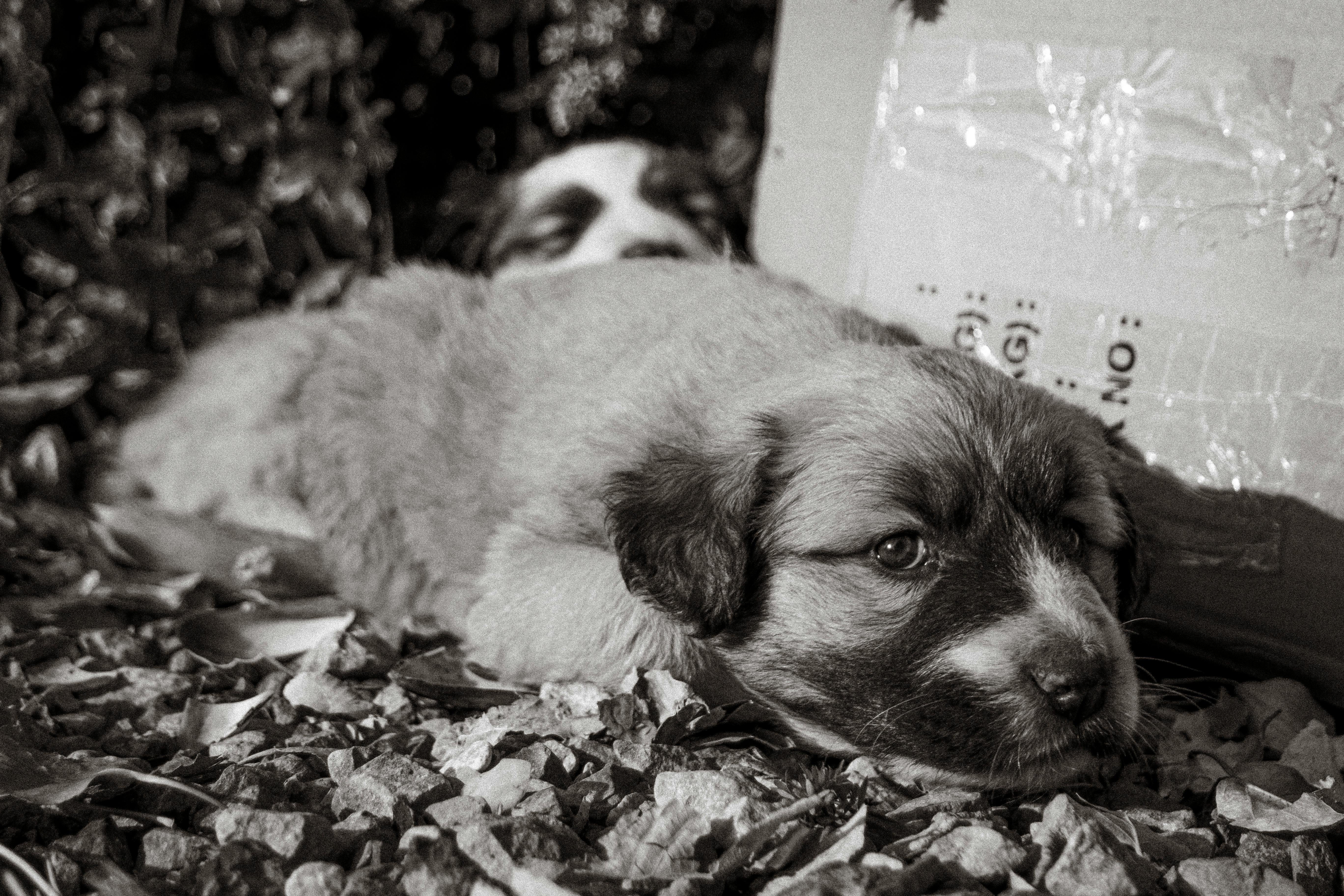 Köpek Havlaması Nasıl Durdurulur?