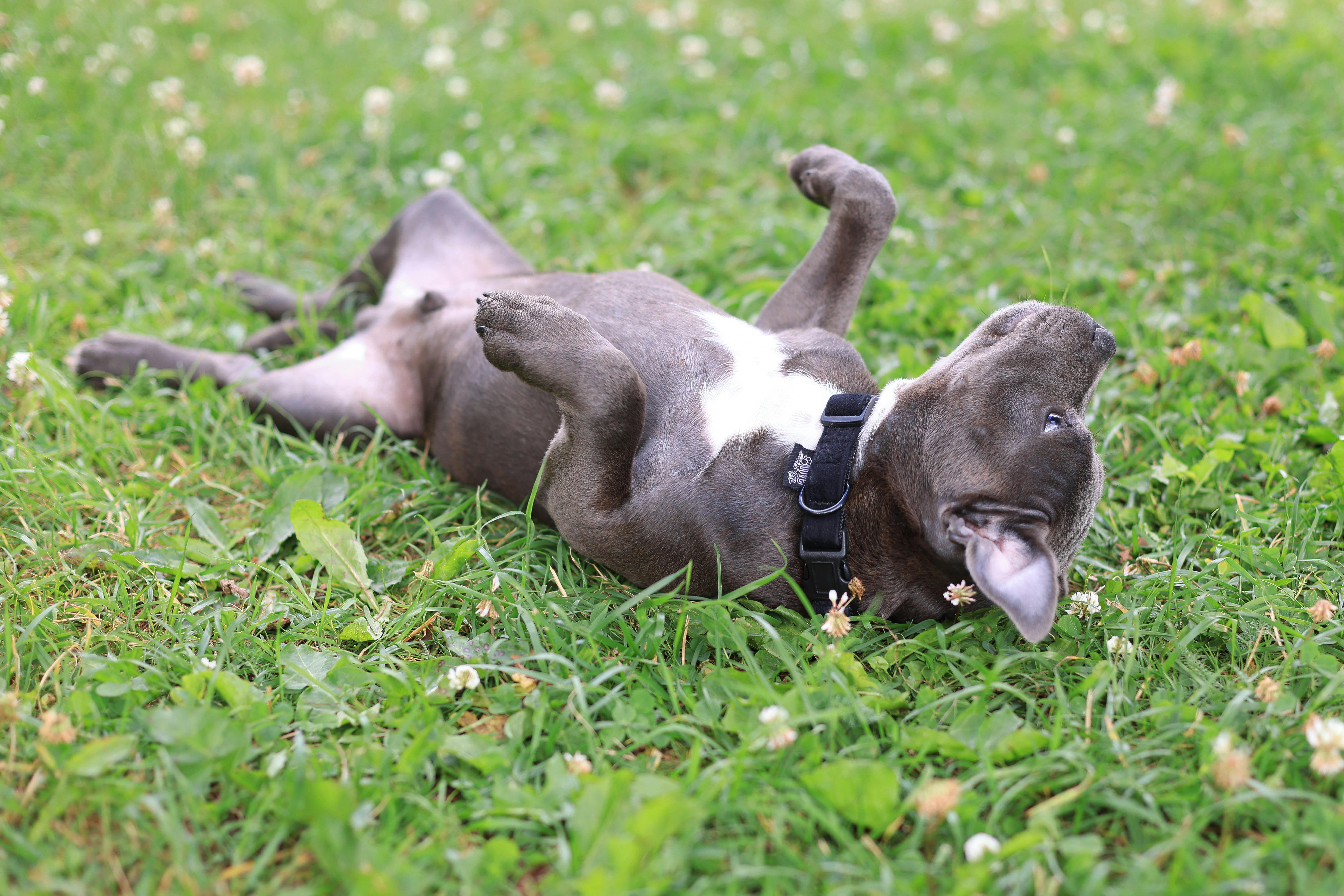 Köpek İçin Alınması Gerekenler