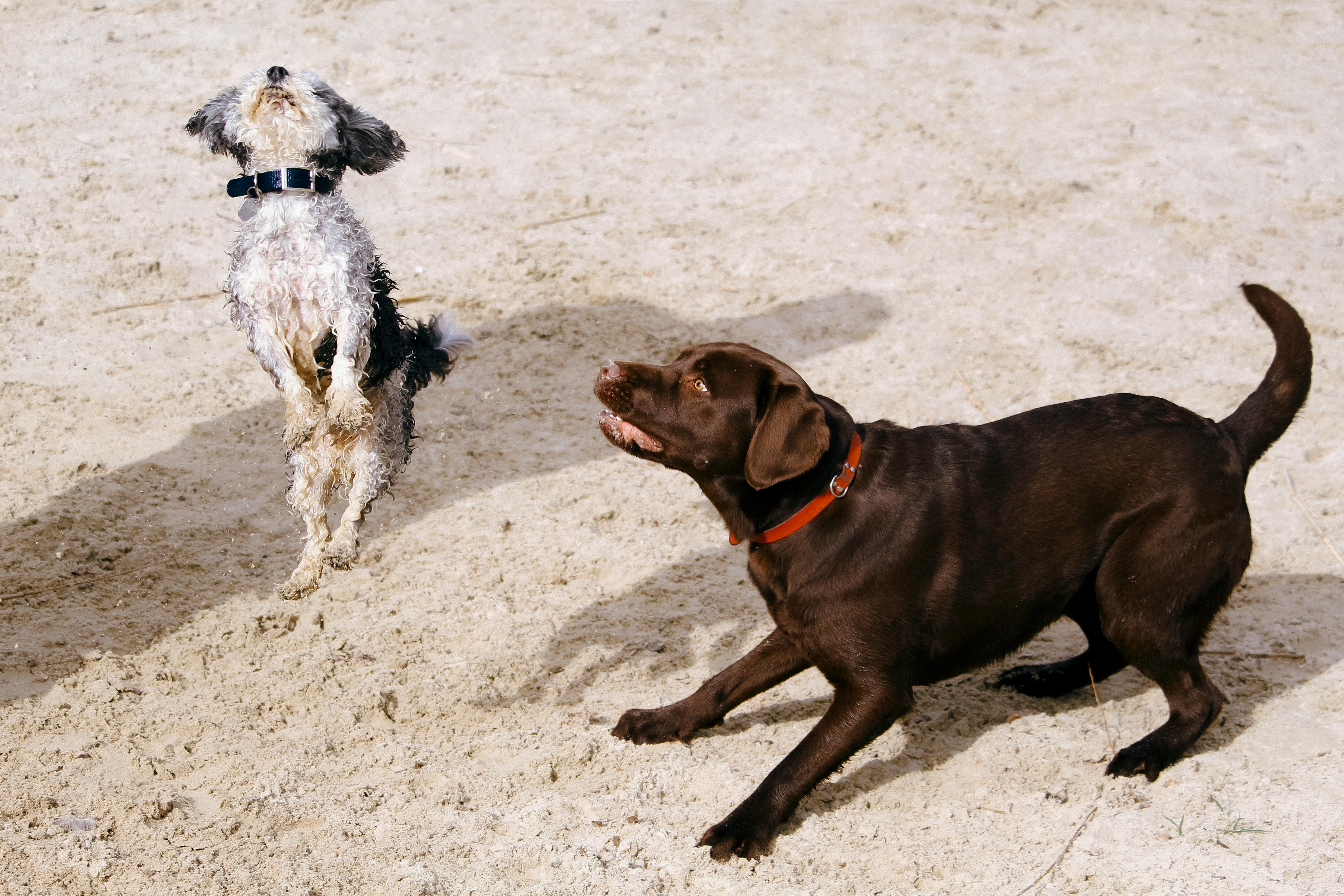 Köpek Isırması: Nedenleri, Riskleri ve Yapılması Gerekenler