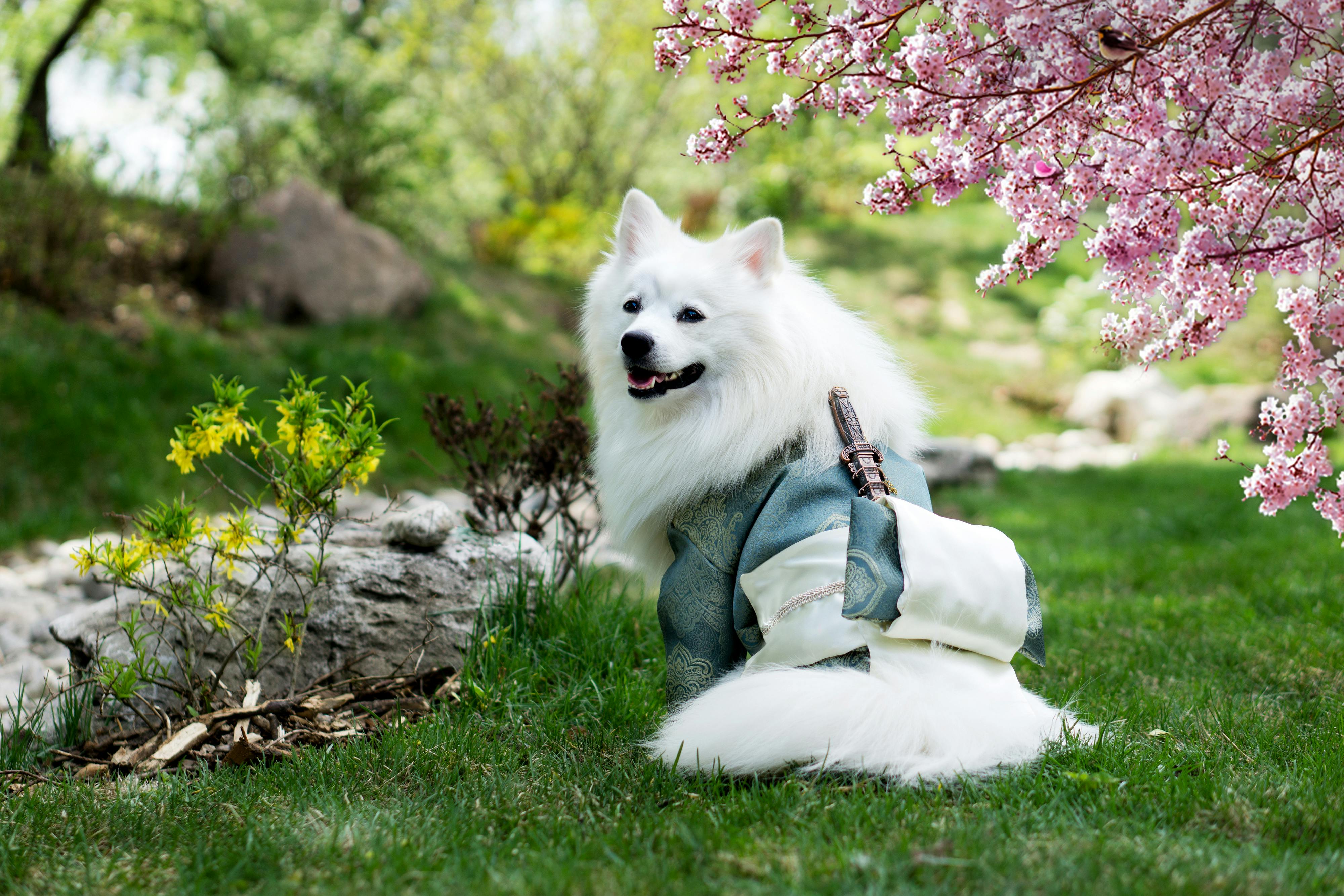 Köpek Mamaları: Marka ve Fiyat Karşılaştırması