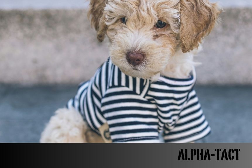 Köpek Masrafları: Bir Köpek Sahiplenmeden Önce Bilmeniz Gereken Tüm Giderler