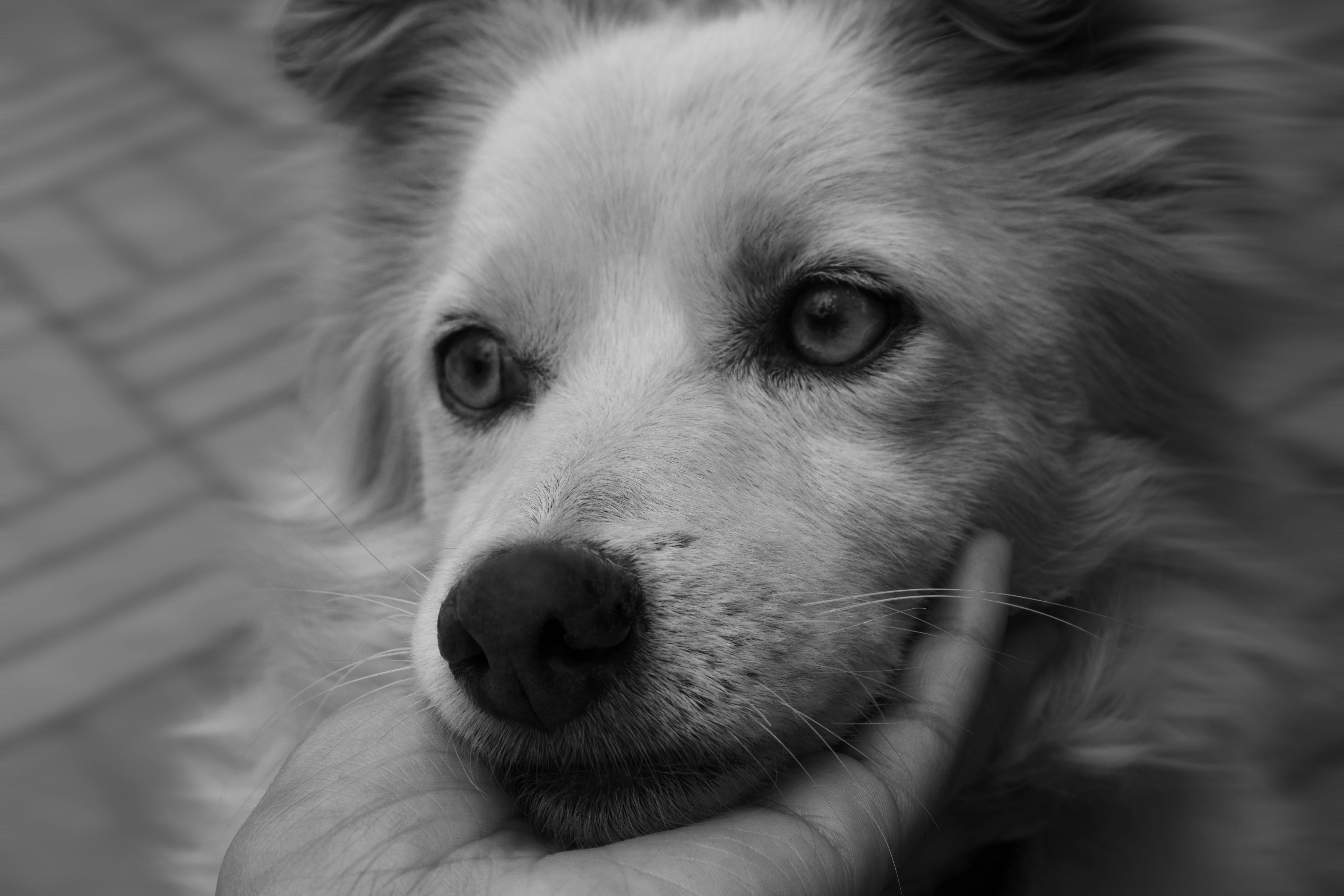 Köpek Neden Titrer? Yavru Köpeklerde Titreme Sebepleri ve Çözüm Yolları