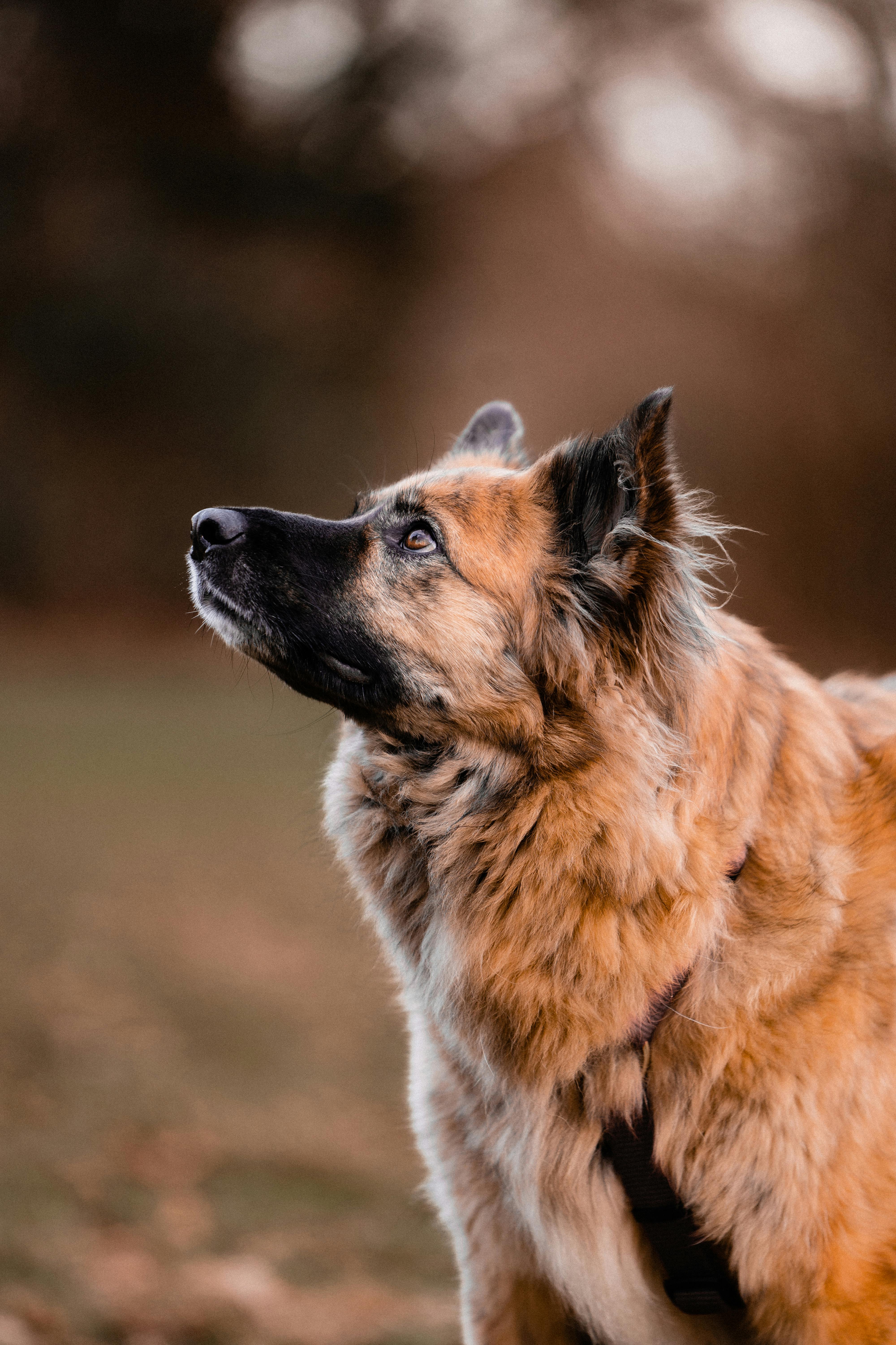 Köpek Piresi ile İlgili Detaylı Rehber: Nedenleri, Belirtileri ve Çözümleri