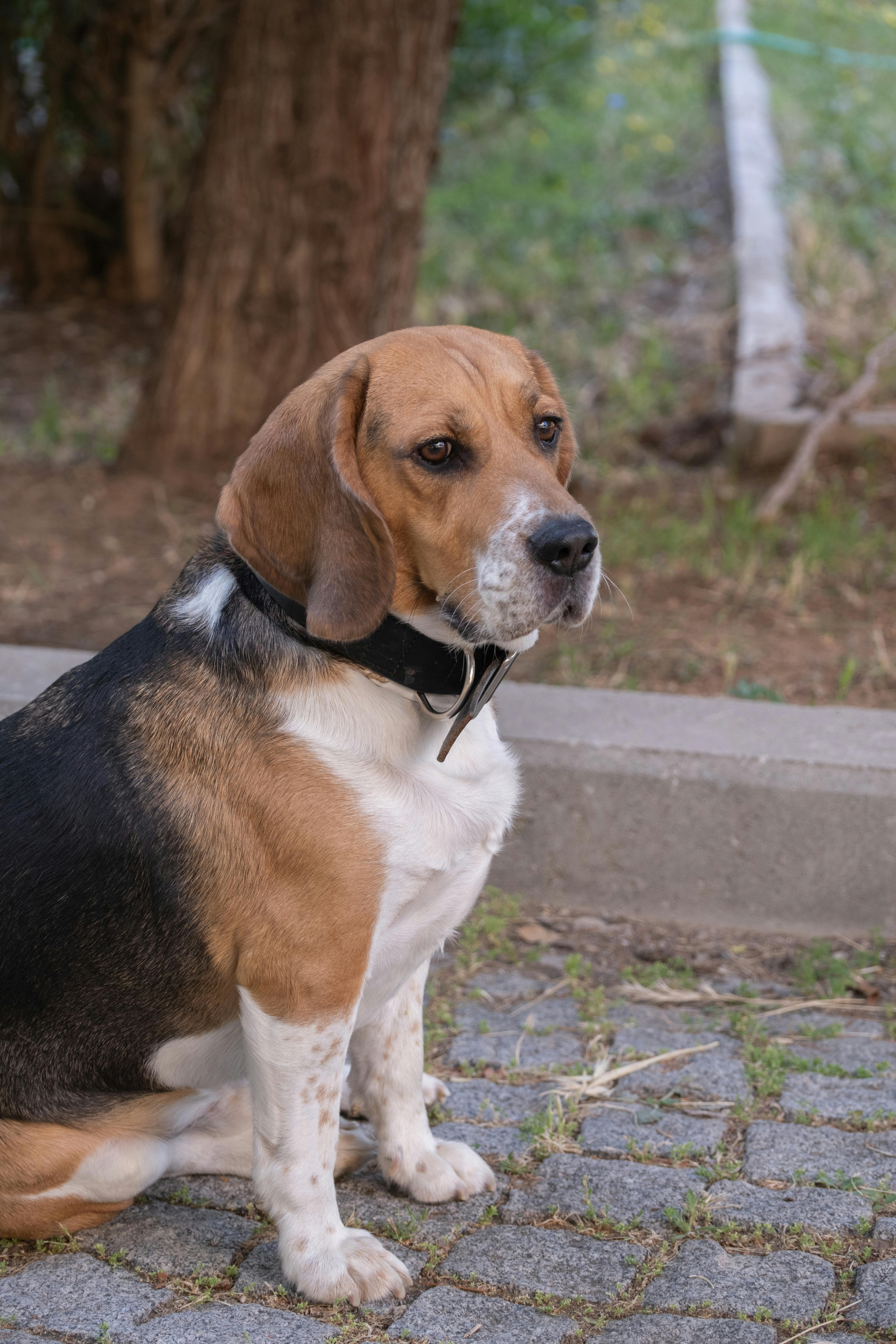 Köpek Sahibinin Veteriner Masrafları: Detaylı Bir Rehber