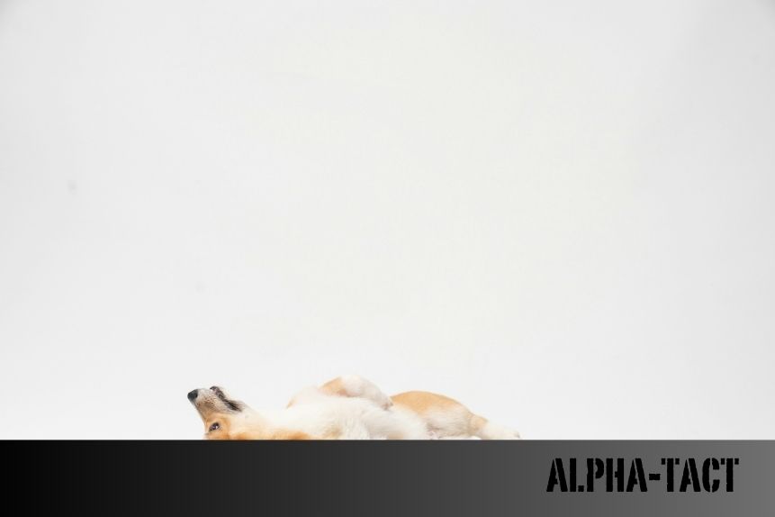 Köpek Sahipleri İçin Sosyal Etkinlikler: Topluluklar ve Buluşmalar