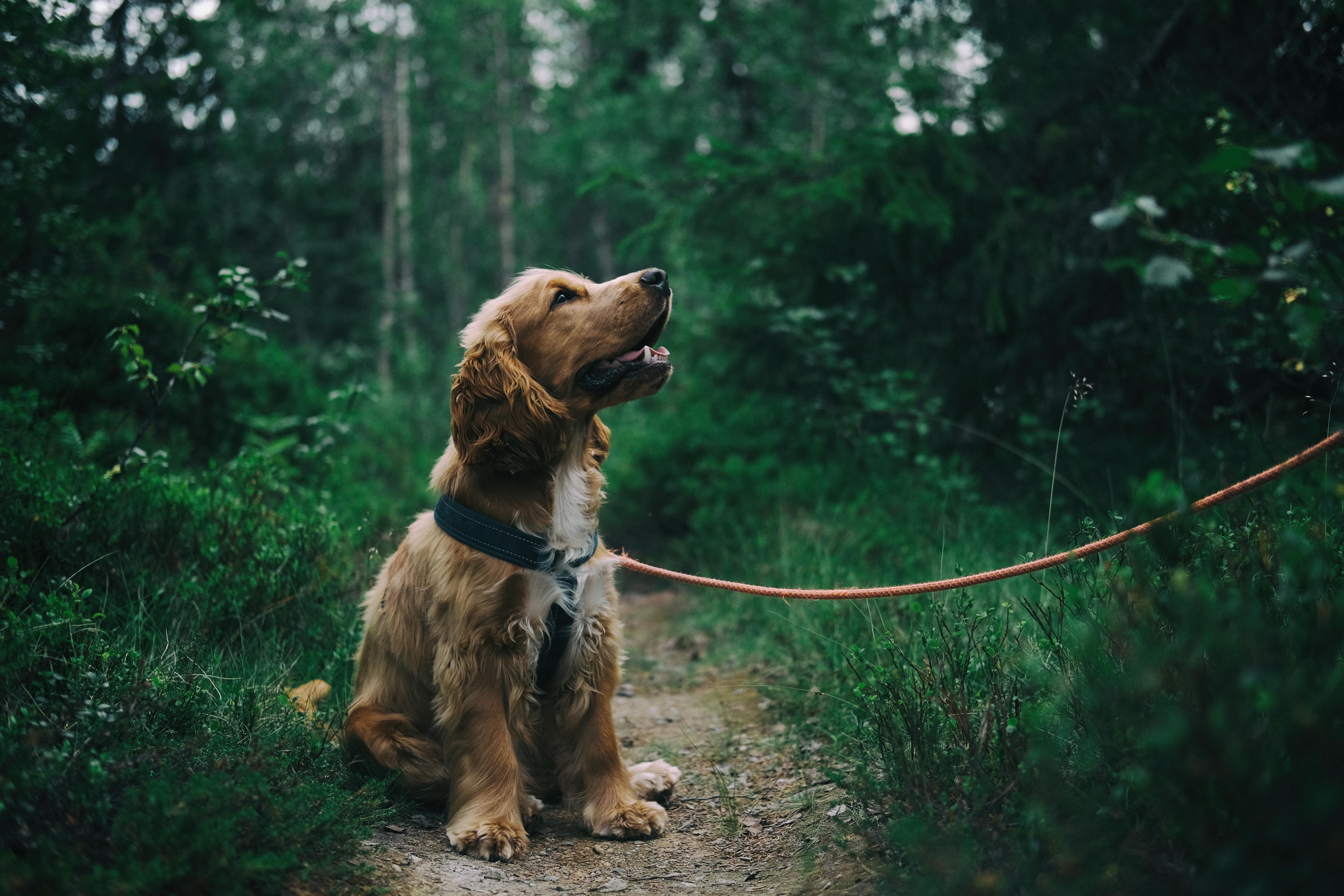 Köpek Sahiplerinin Bilmesi Gereken Yasal Haklar ve Sorumluluklar