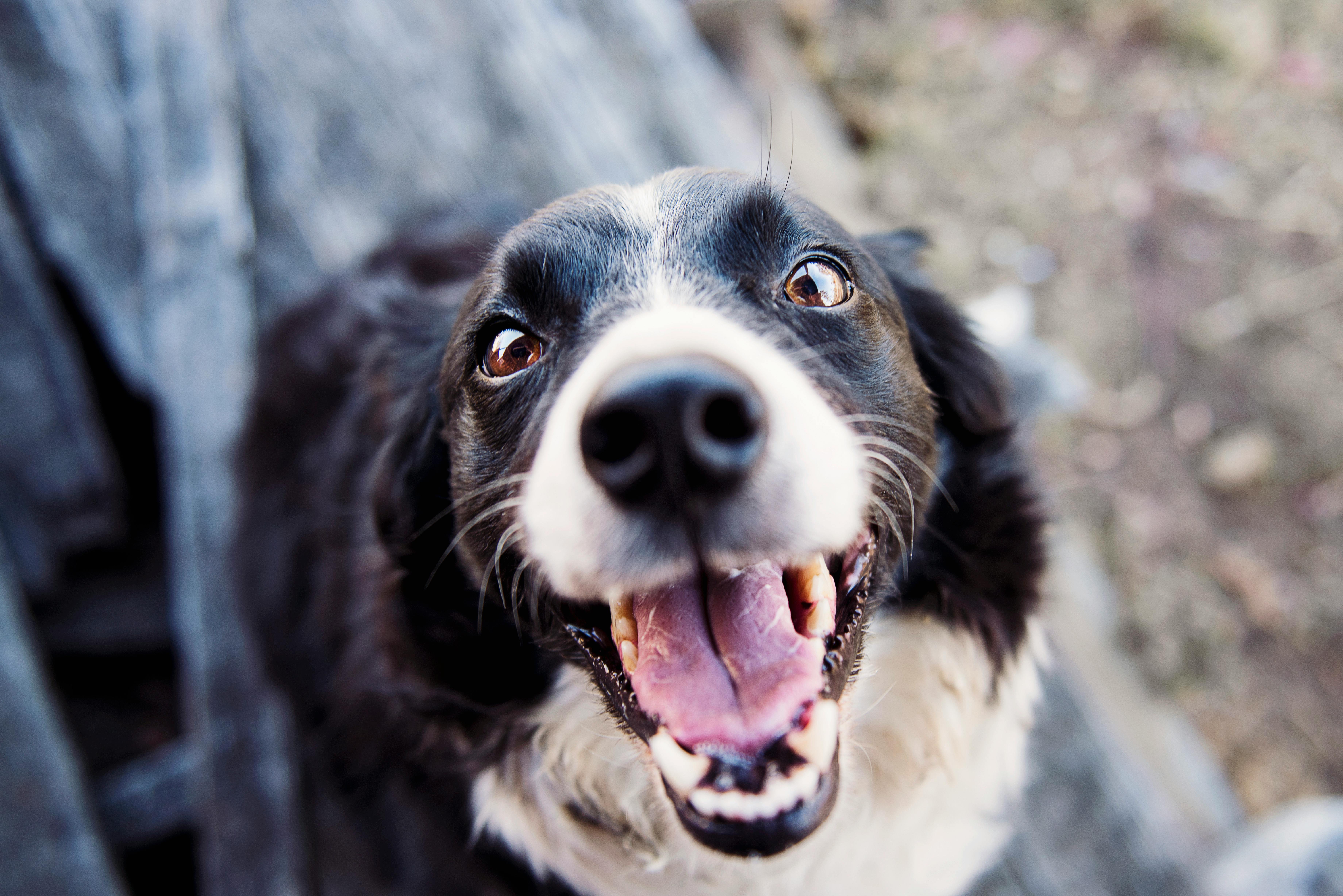 Köpek Satın Alınması ve Ücretsiz Sahiplendirme: Bir Karşılaştırma ve Kapsamlı Rehber