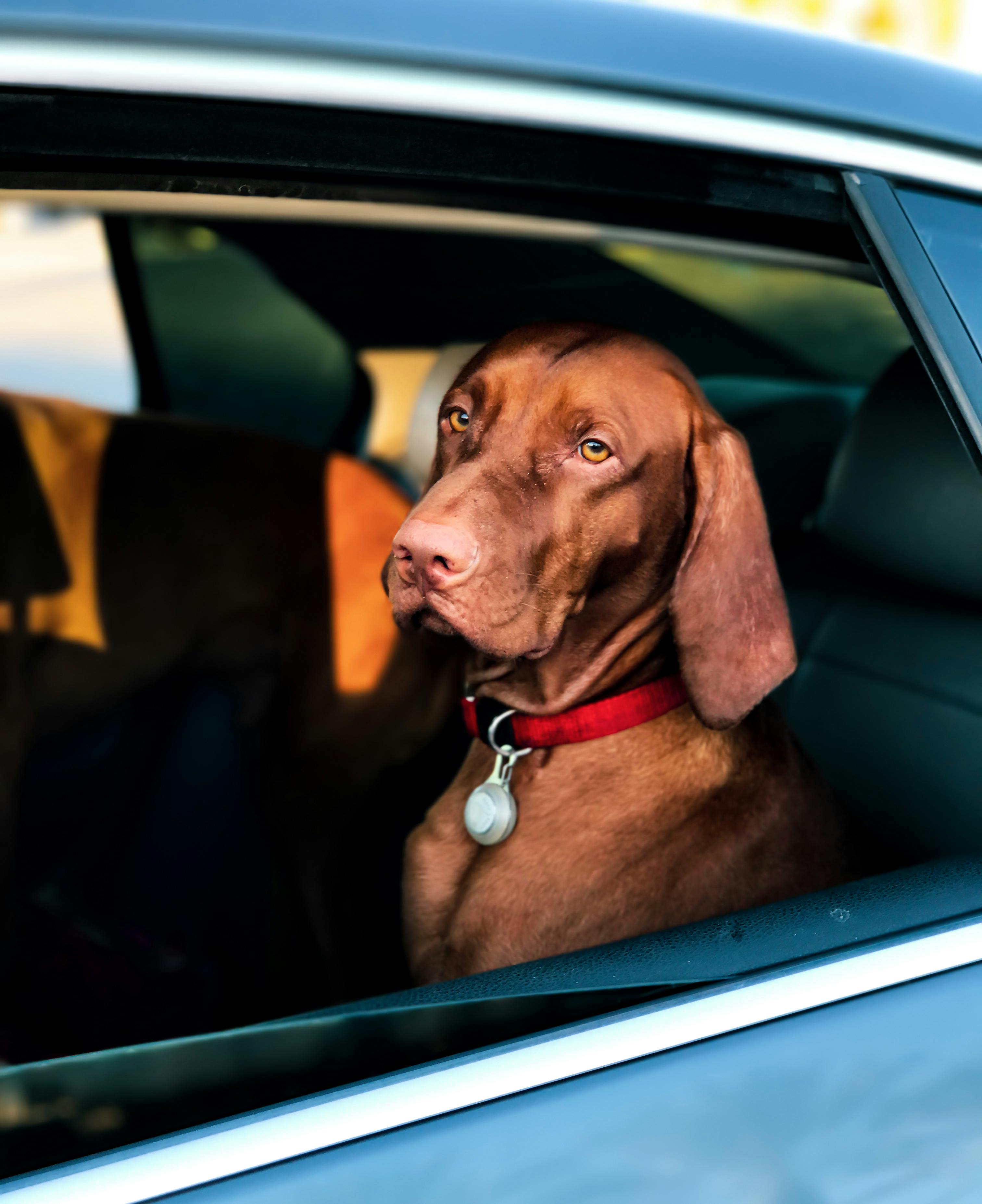 Köpek Tasması Seçerken Dikkat Edilmesi Gereken 5 Önemli Nokta