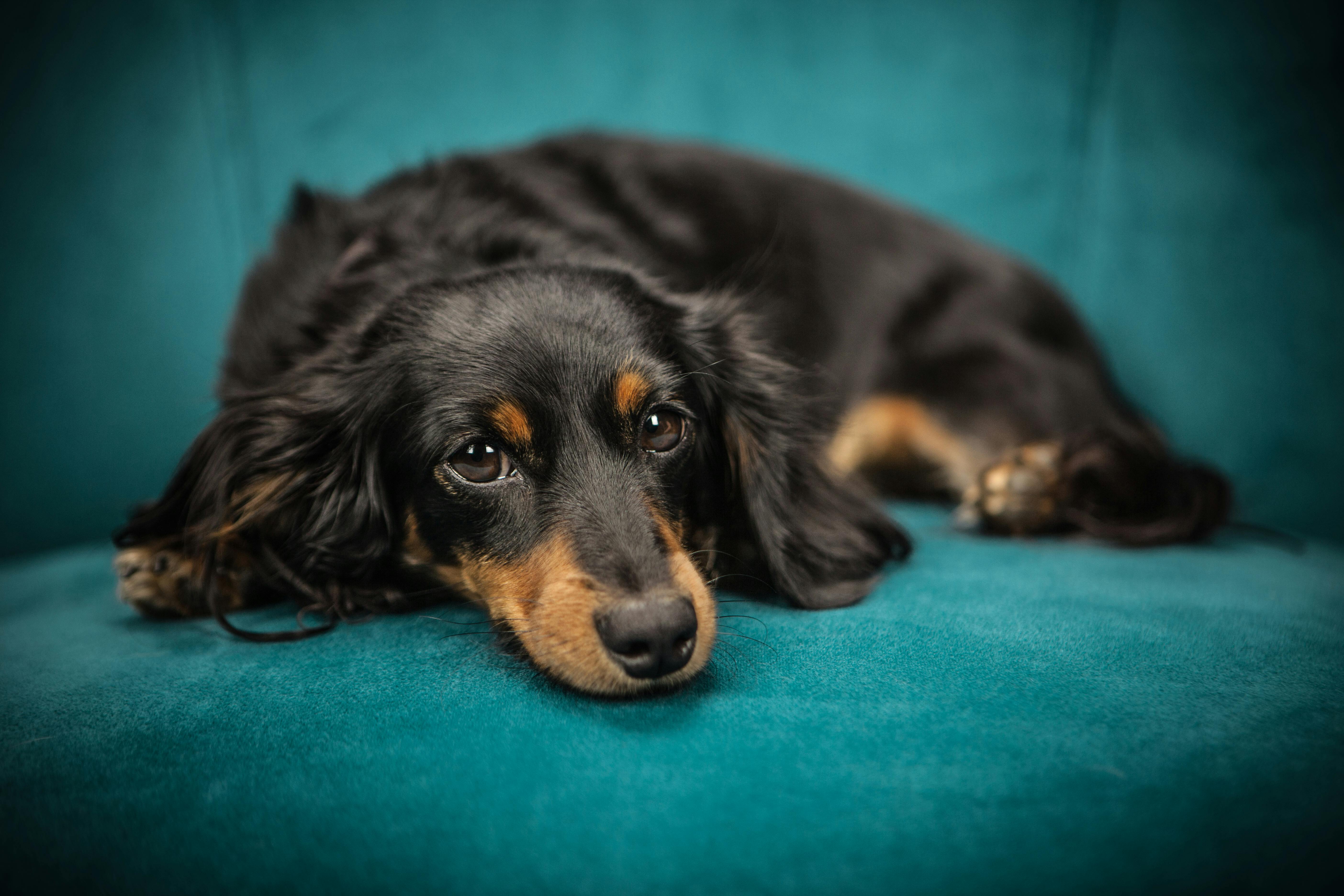 Köpek Tasması Seçiminde Bilinmesi Gerekenler: AirTag, Çivi ve Daha Fazlası