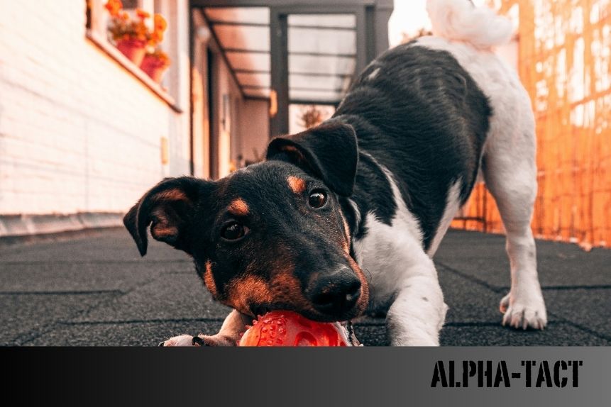 Köpek Tasması Tarihi: İlk Kullanımdan Günümüze Evrimi