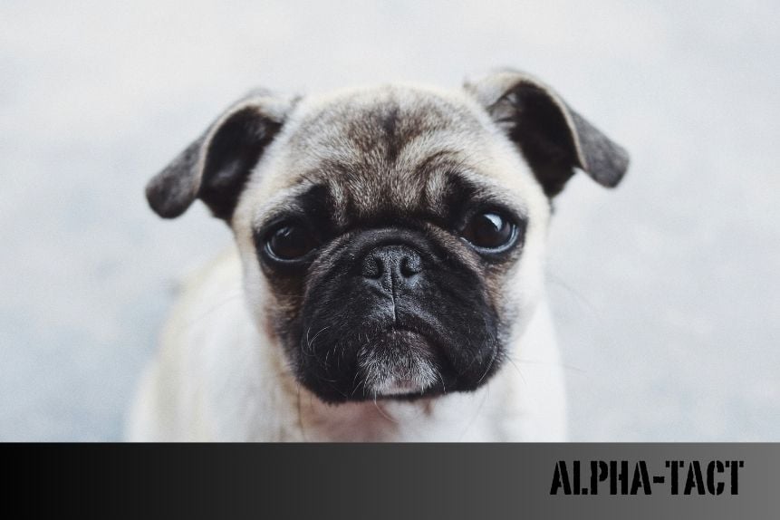 Köpek Traşı Fiyatları: 2025 Güncel Liste ve Tasarruf İpuçları