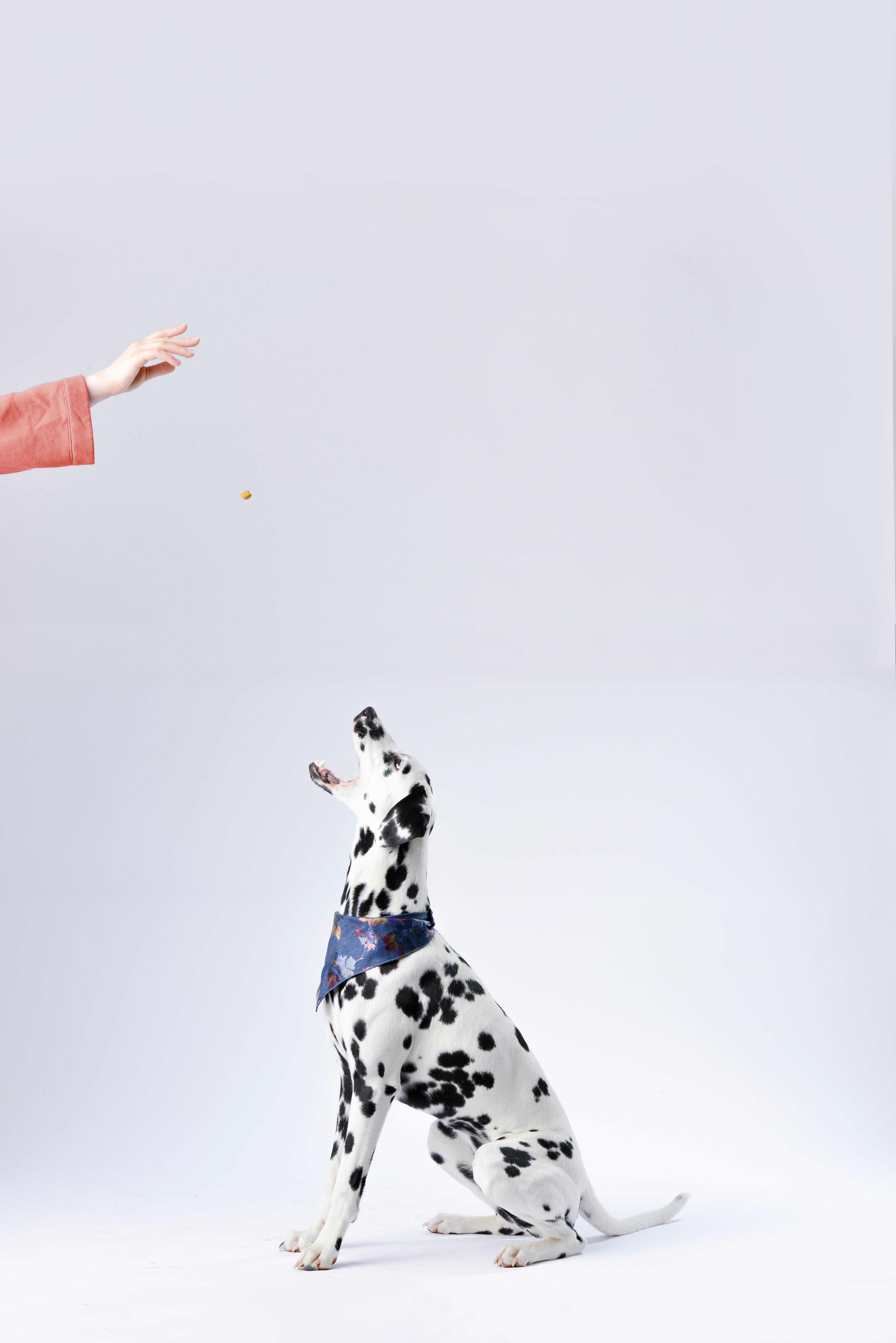 Köpek Yatağı Seçimi: Modeller, Fiyatlar ve İpuçları