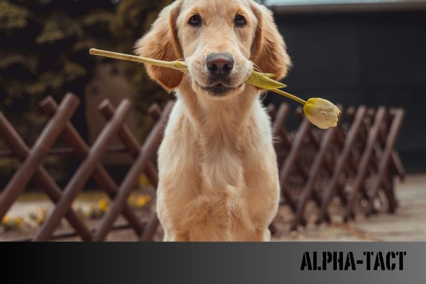 Köpek ve Kedi Pedleri: Türleri, Kullanımı ve En İyi Seçenekler