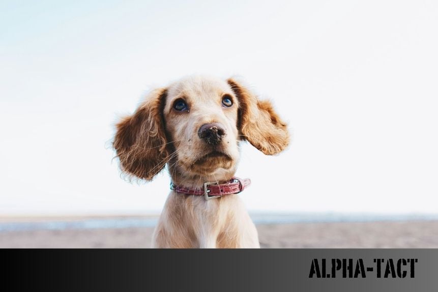 Köpek ve Kedilerde Doğal Antiparaziter Yöntemler: Bit, Pire ve Kene ile Mücadele