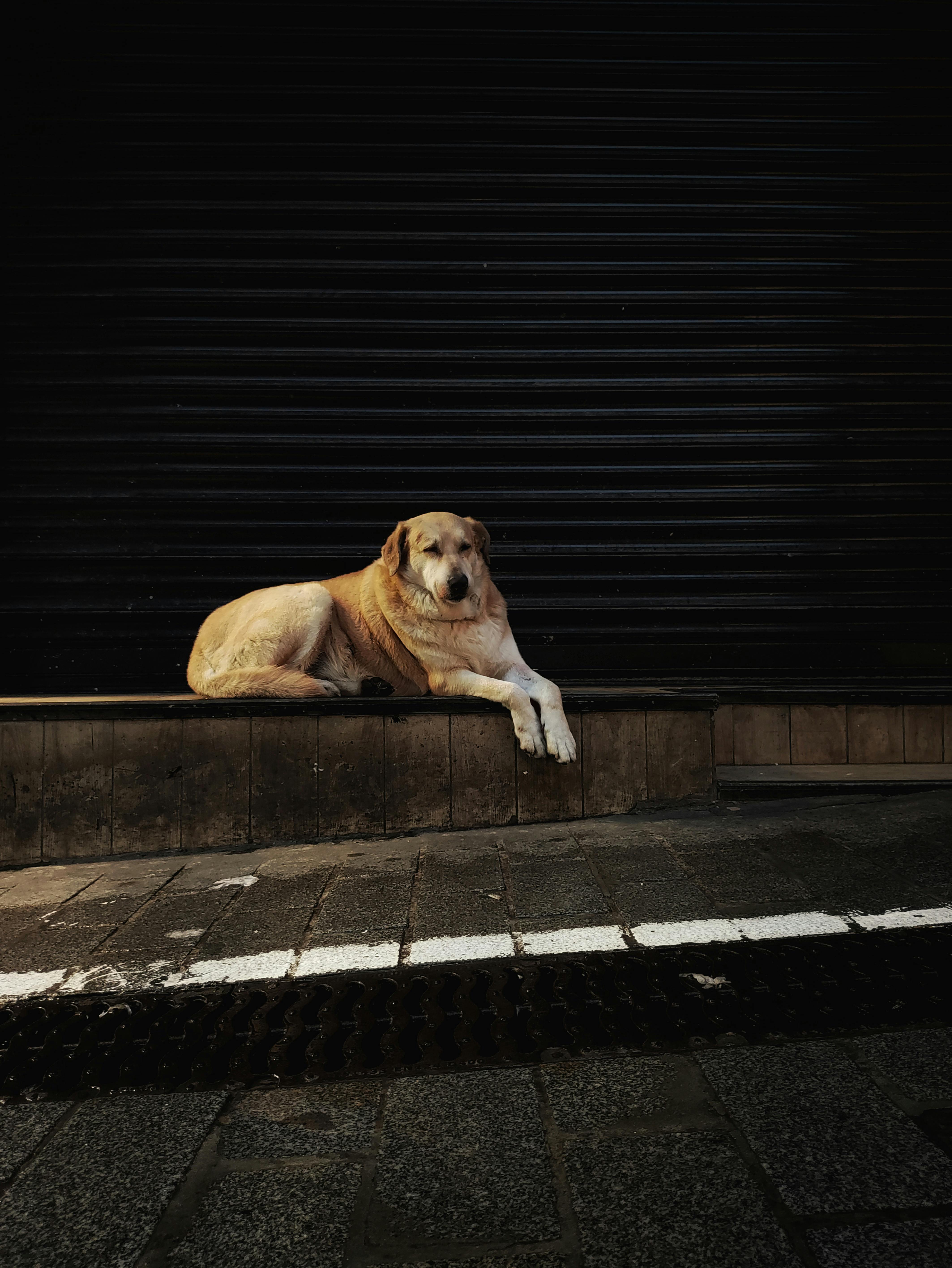 Köpek ve Kedilerde Kızgınlık Baskılayıcı İğneler: Kullanımı, Etkileri ve Zararları