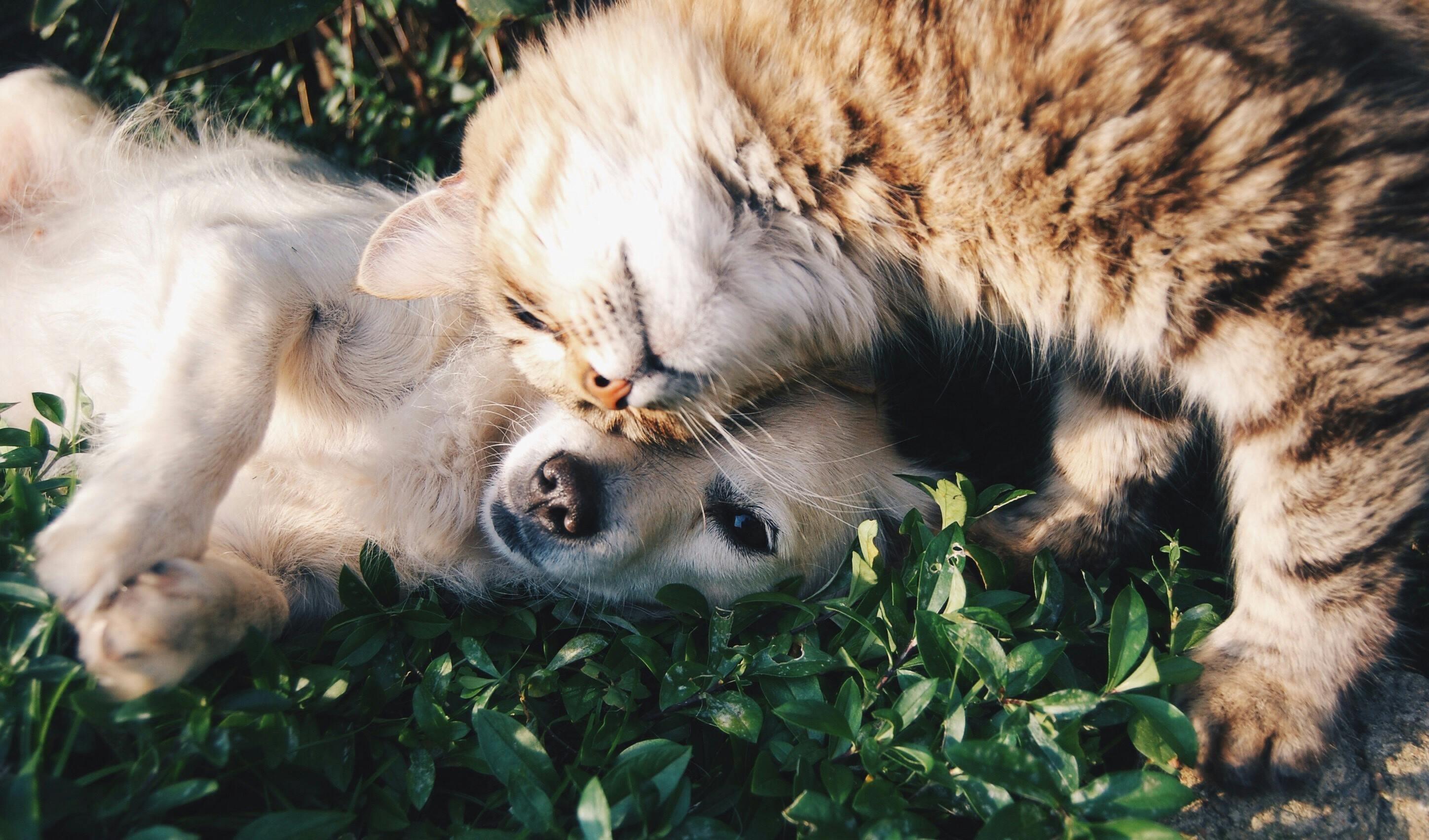Köpek ve Kedilerde Secere: Nedir, Neden Önemlidir ve Nasıl Alınır?
