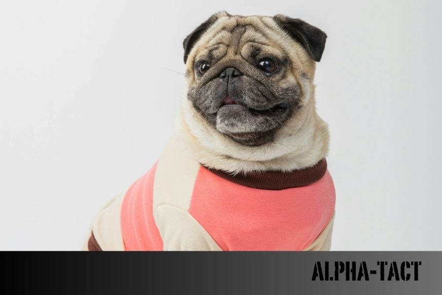 Köpekler Ağlar mı? Gözyaşlarının ve Duygularının Gizemi