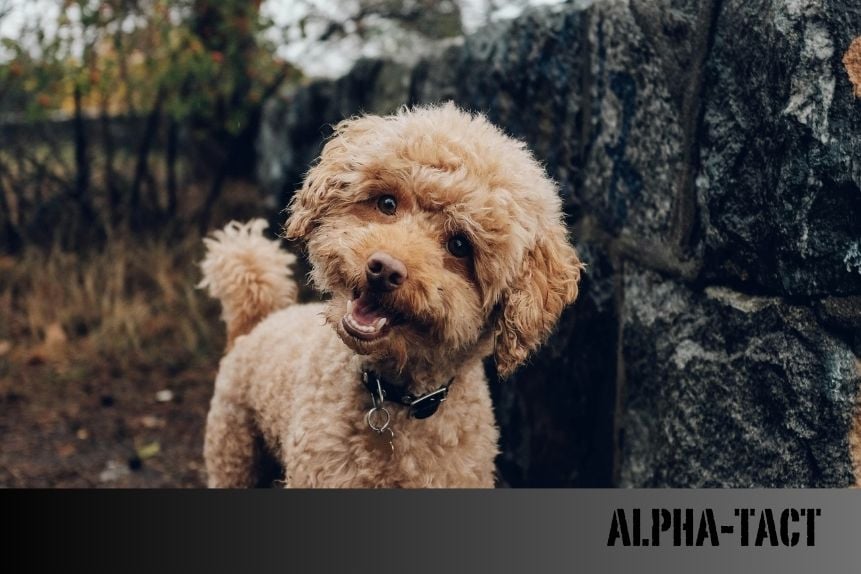 Köpekler Aynaya Bakarak Kendilerini Tanıyabilir mi?