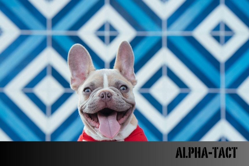 Köpekler Brokoli, Kivi ve Çilek Yiyebilir mi? Faydaları ve Dikkat Edilmesi Gerekenler