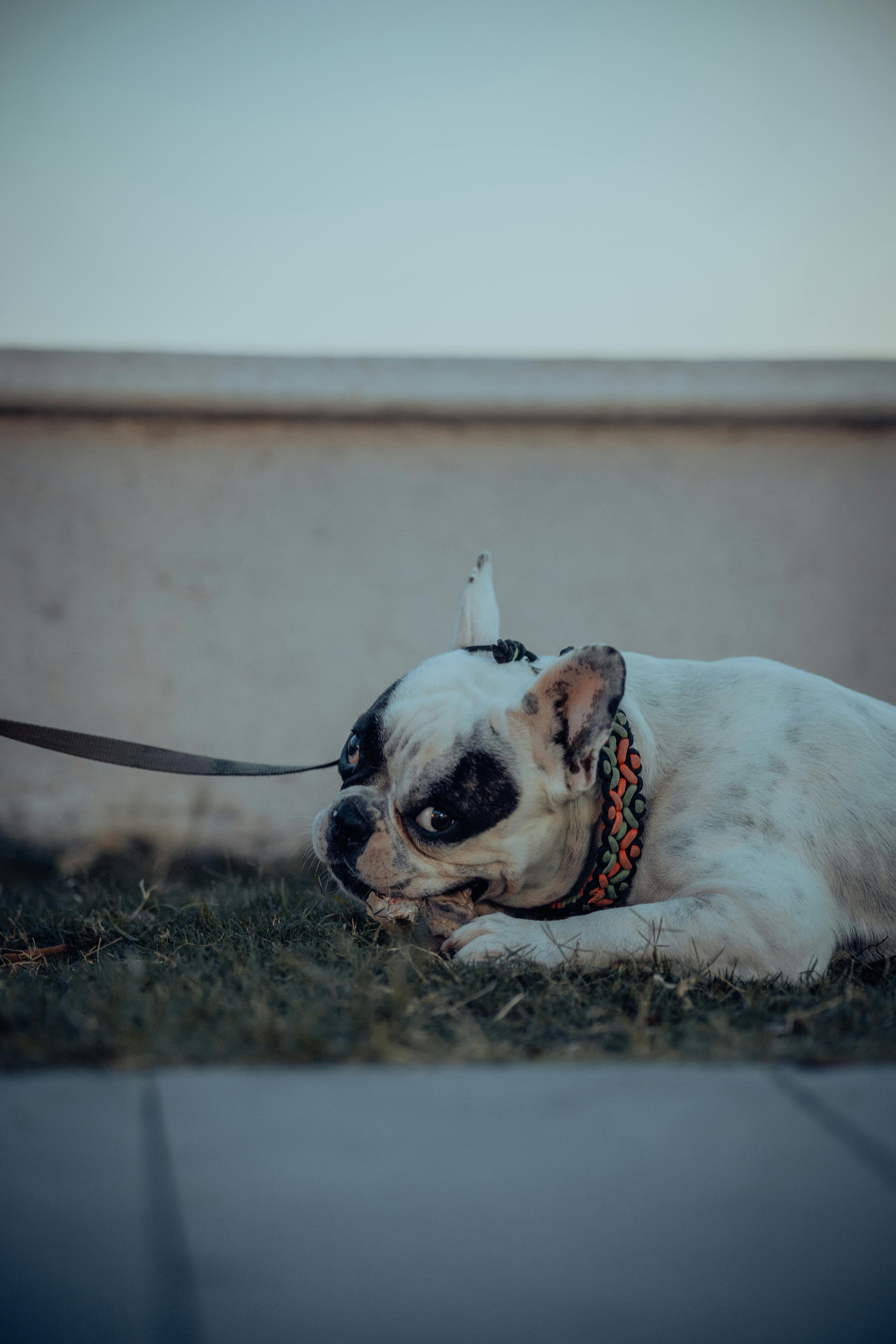 Köpekler İçin Doğal ve Ev Yapımı Oyuncaklar: Kendin Yap Fikirleri