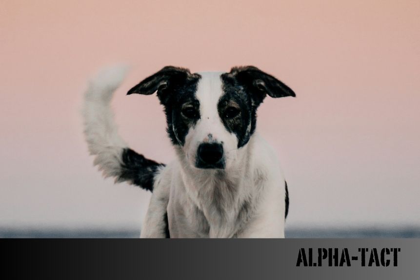 Köpekler İçin Kışlık Giysiler: Soğuk Havalarda Koruma ve Konfor