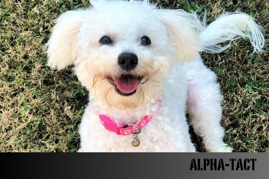 Köpekler İçin Sesli Kitaplar ve Podcastler: Sadık Dostunuza Huzur Sunmanın Yeni Yolu