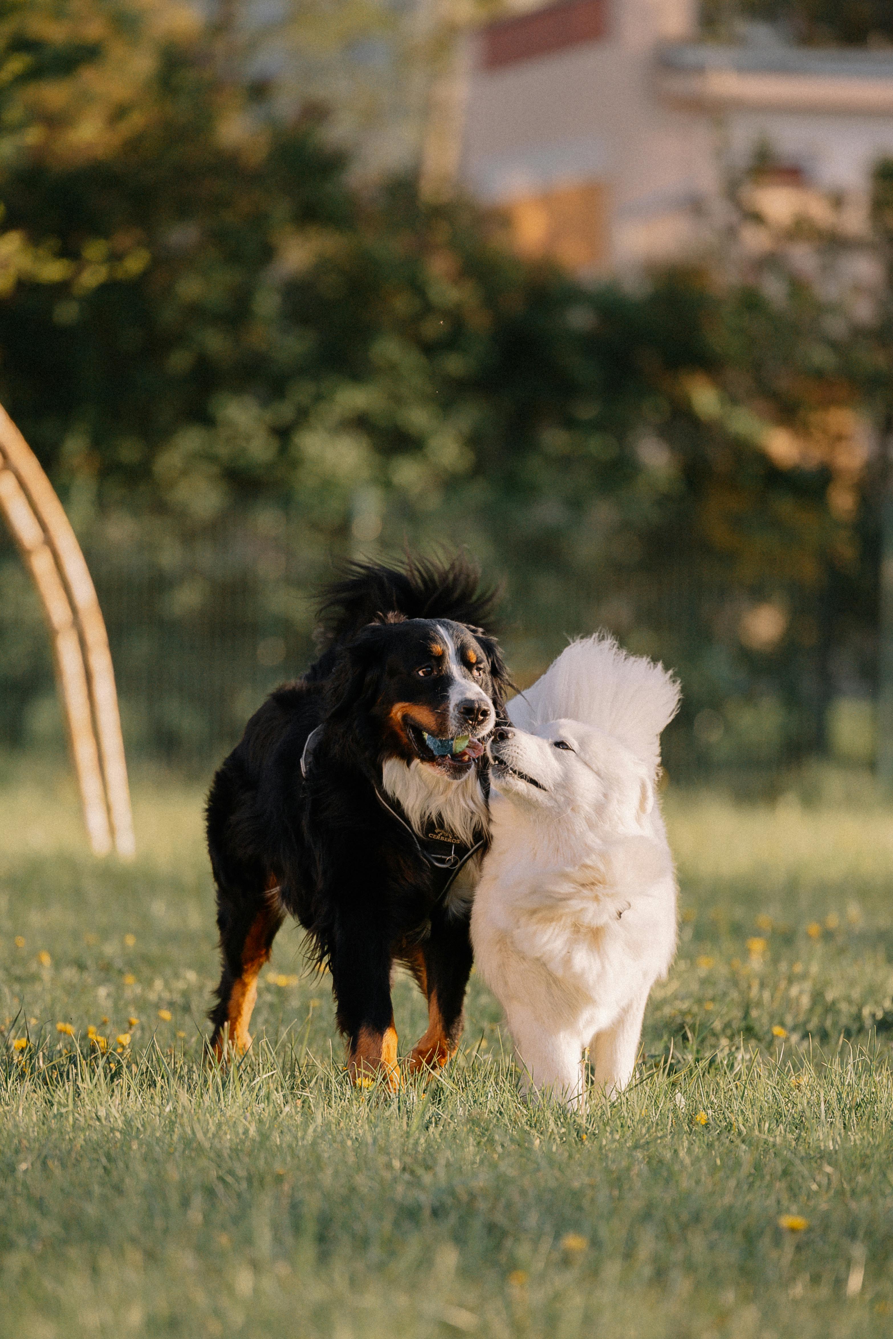 Köpekler Kestane, Havuç, Kayısı, Yumurta, Hurma, Pancar, Kiraz, Ananas, Kabak ve Armut Yer mi?