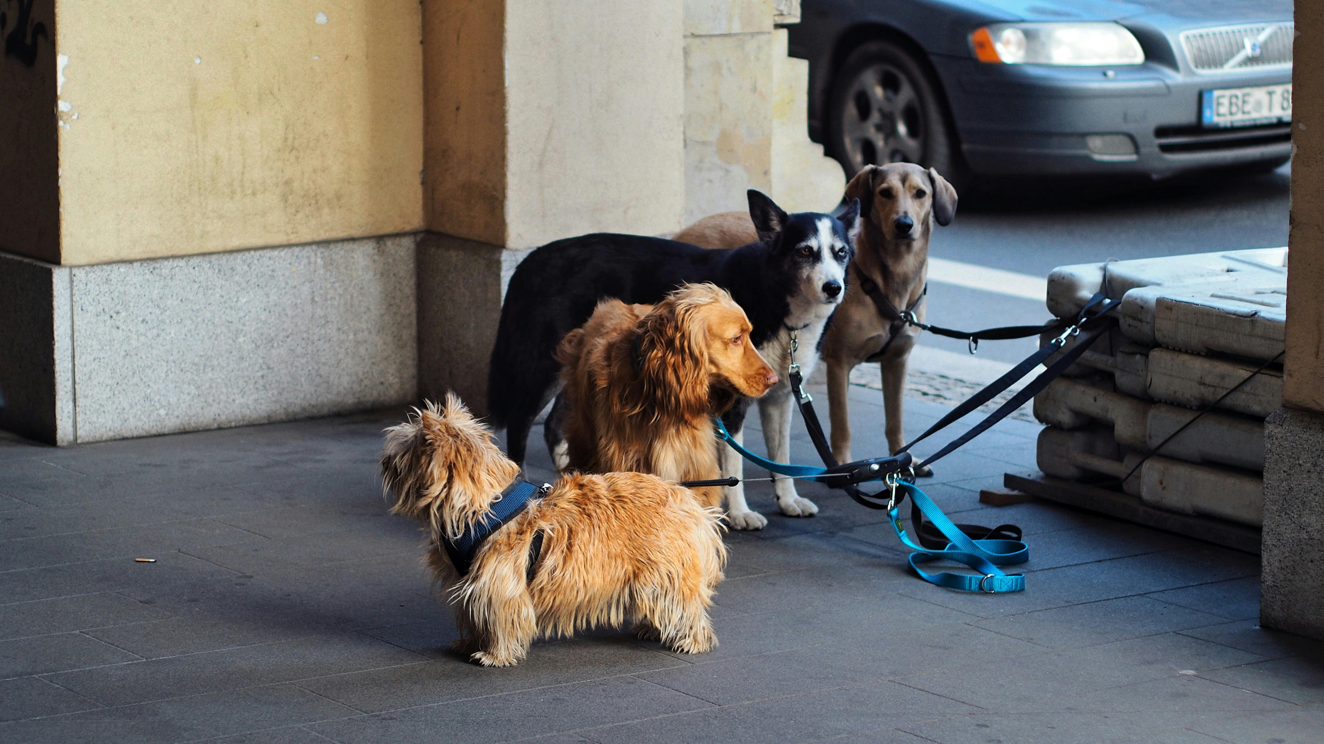 Köpekler Nar, Mandalina, Kestane ve Portakal Yer mi?