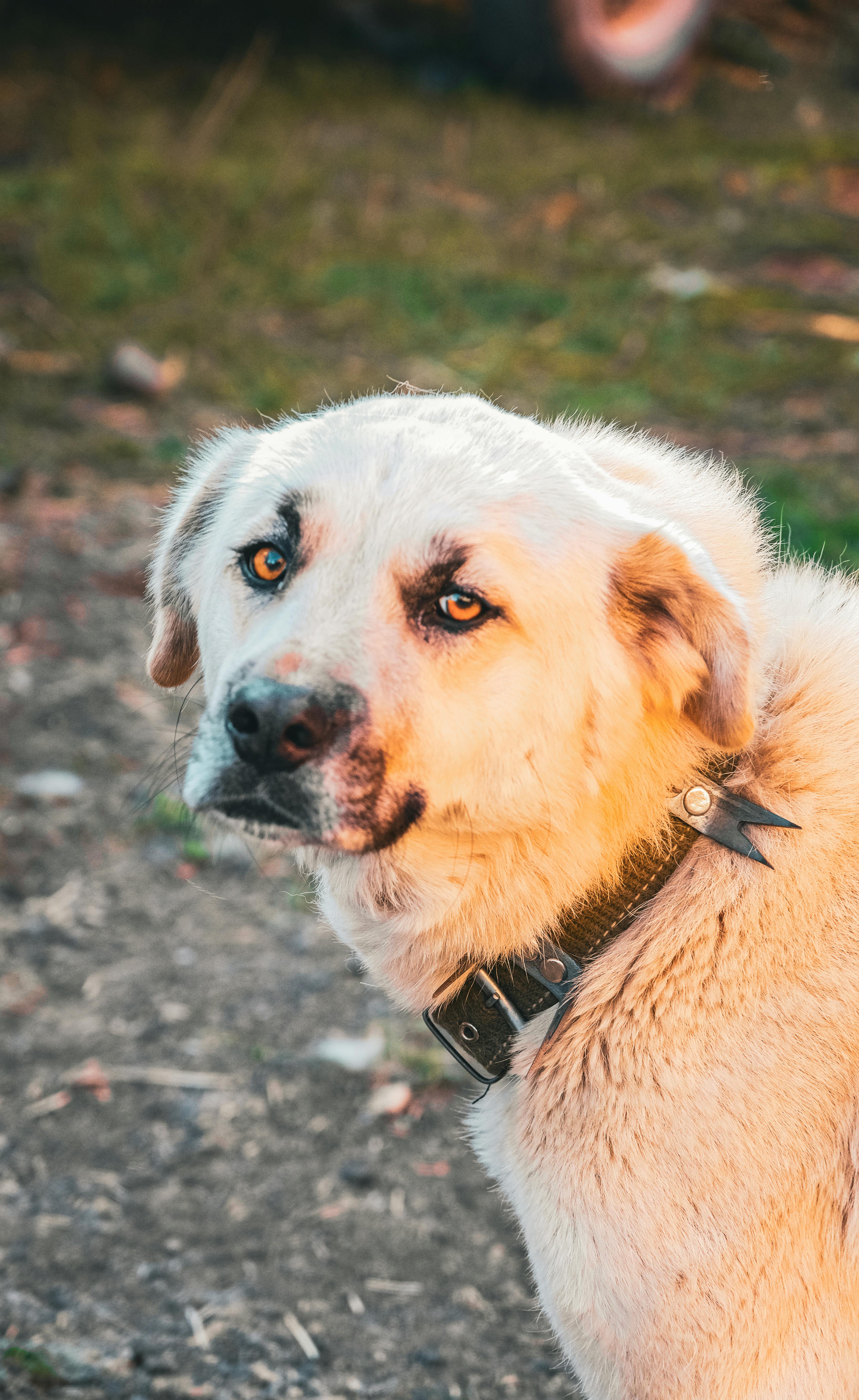 Köpekler Neden Aynı Yeri Koklar? Gizemli Davranışların Arkasındaki Bilim