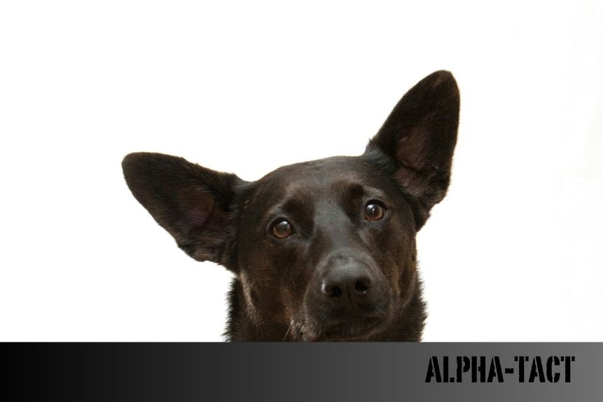 Köpekler Neden Bazı İnsanları Sevmez? Bilimin ve İçgüdülerin Ardındaki Gerçekler