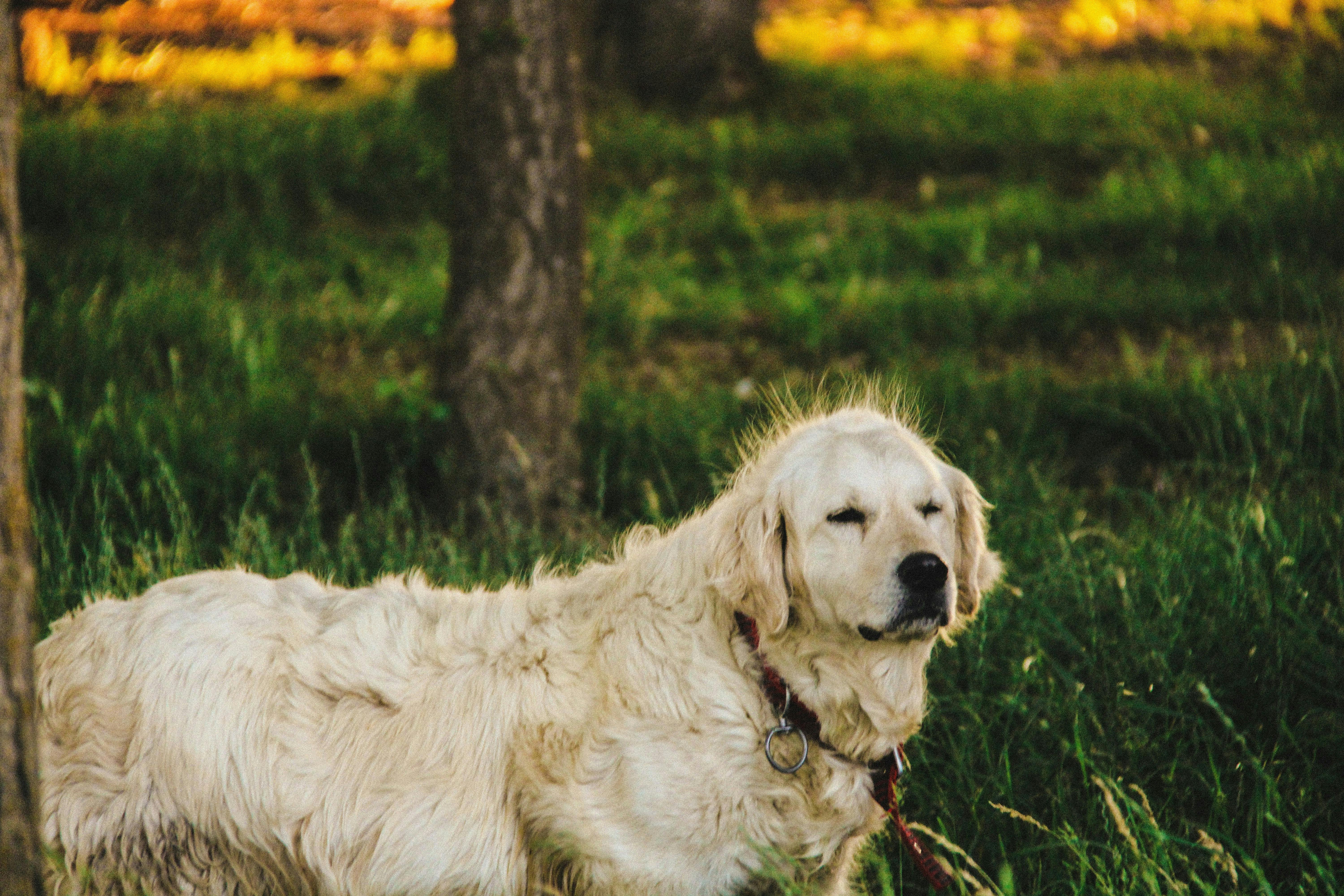 Köpekler Neden Kendilerini ve Genital Bölgelerini Yalar?