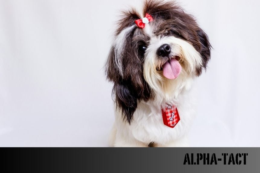 Köpekler Rüzgarı ve Güneşi Nasıl Hisseder?
