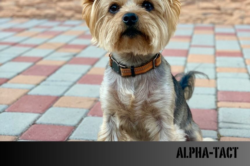 Köpekler Sahiplerinin Psikolojik Durumunu Nasıl Anlar?