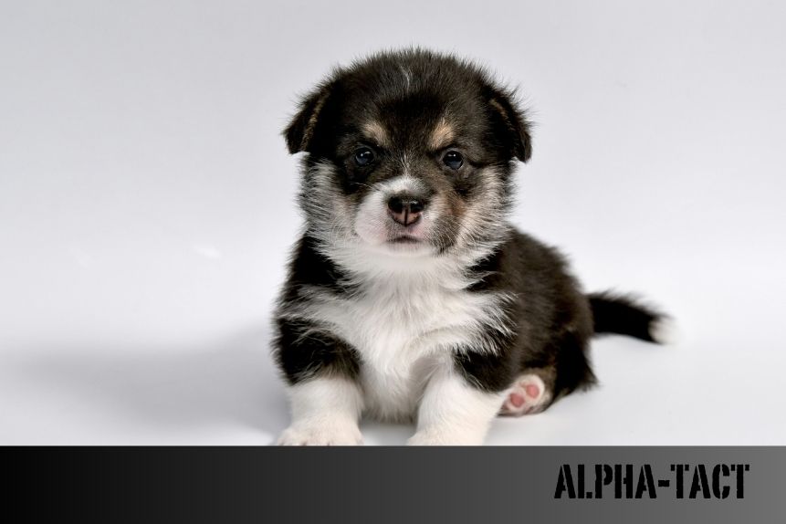 Köpekler Terler mi? Köpeklerde Vücut Isısı Düzenleme Mekanizmaları