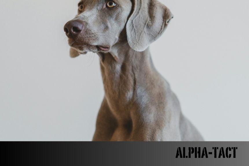 Köpekler Yatakta Neden Ayak Ucunda Uyur? Bilimin ve Davranışların Ardındaki Gerçekler
