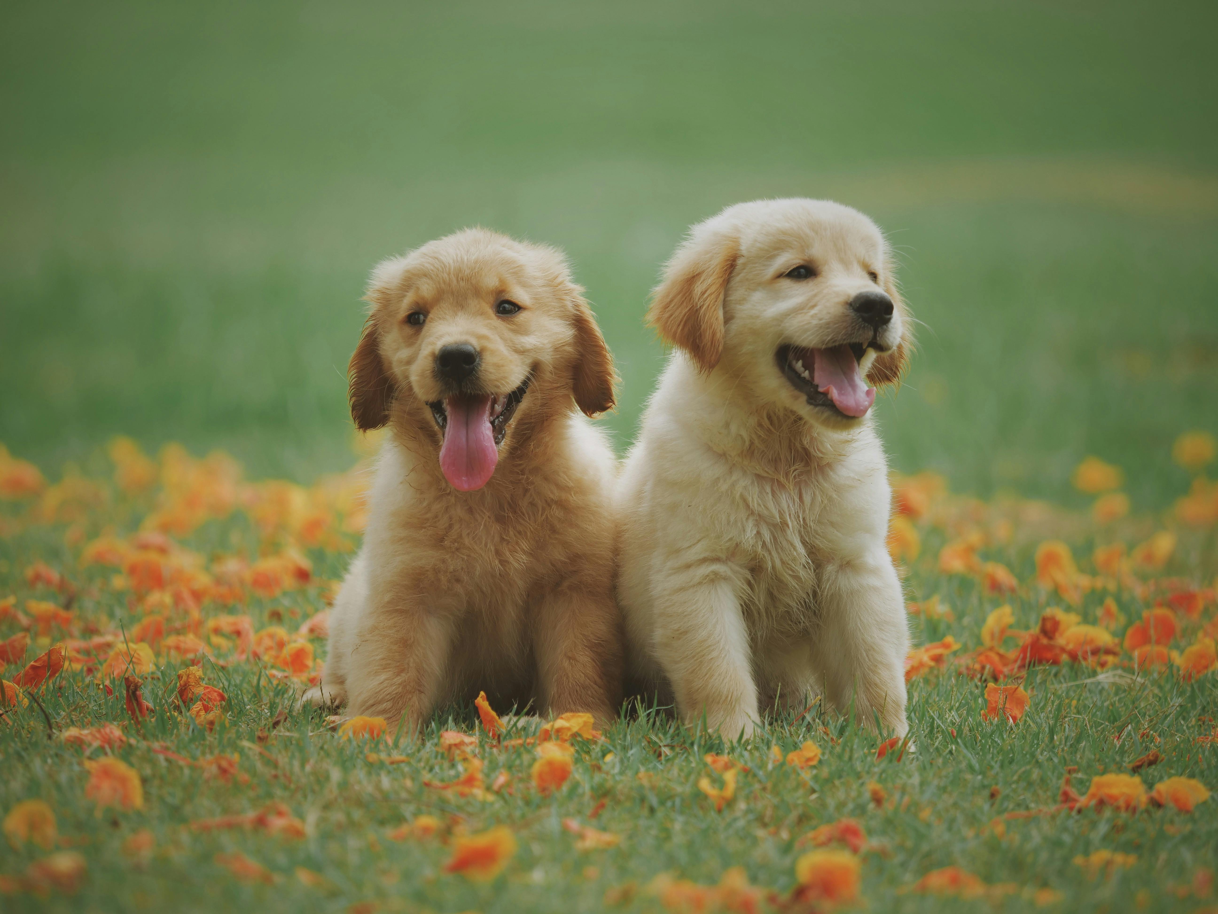 Köpekler ve Egzersiz- Aktif Bir Yaşam Tarzı İçin İpuçları